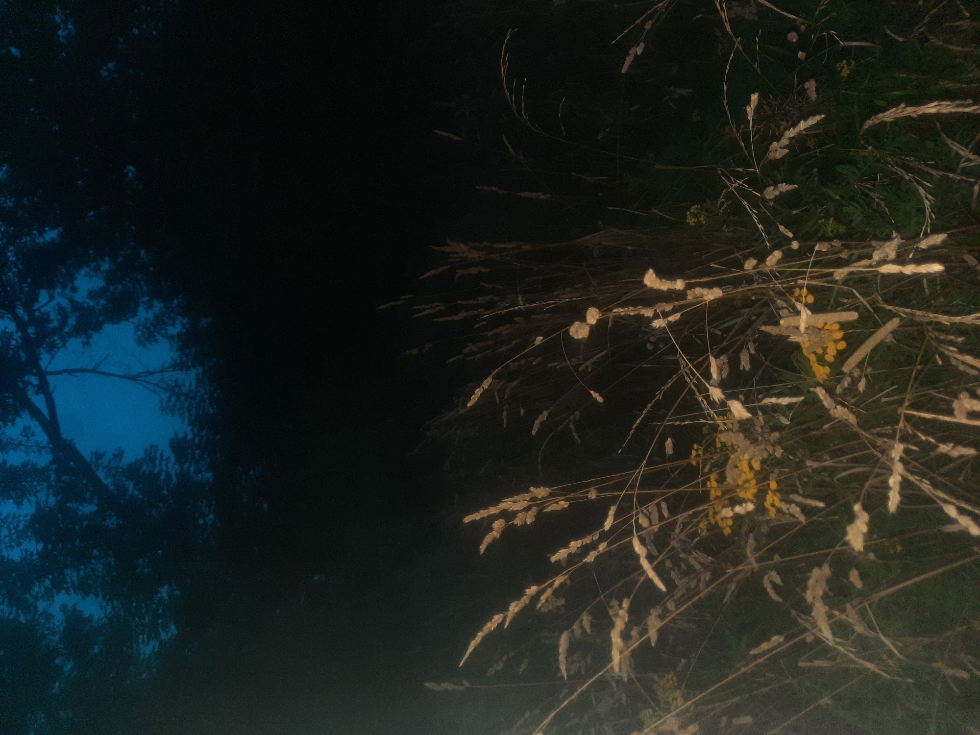 The image depicts a natural scene at dusk or night in Shklov, Belarus, with a focus on tall grasses and foliage in the foreground against a dark background of trees and a deep blue sky. The grasses are dry and pale, with some showing seed heads, indicating they are likely from late summer or autumn. Scattered among the grasses are small clusters of yellow flowers, possibly tansy. The upper portion of the image is dominated by the silhouettes of tree branches and leaves against the twilight sky, suggesting an edge of a forest or a wooded area. The lighting is dim, casting a subdued atmosphere over the landscape. There are no people or discernible human activity present in the scene.