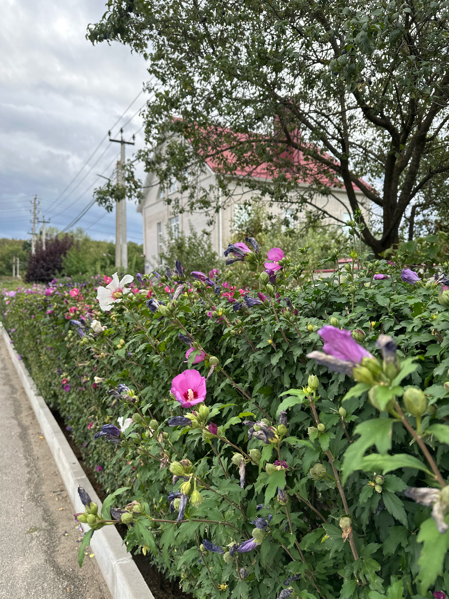 The image depicts a street-level view of a flowering hedge along a sidewalk in Stavropol, Russia. The hedge is dense with various shades of green foliage and dotted with blooming flowers in pink, white, and purple. Some flowers are fully open, while others are still in bud or have begun to wilt. A paved sidewalk runs along the left side of the image, bordered by a concrete curb. In the background, a light-colored building with a red roof is visible, partially obscured by the branches of a large tree. Electrical poles and wires are also present in the background, suggesting an urban or semi-urban setting. The sky is overcast with clouds. There are no people or animals visible in the image.