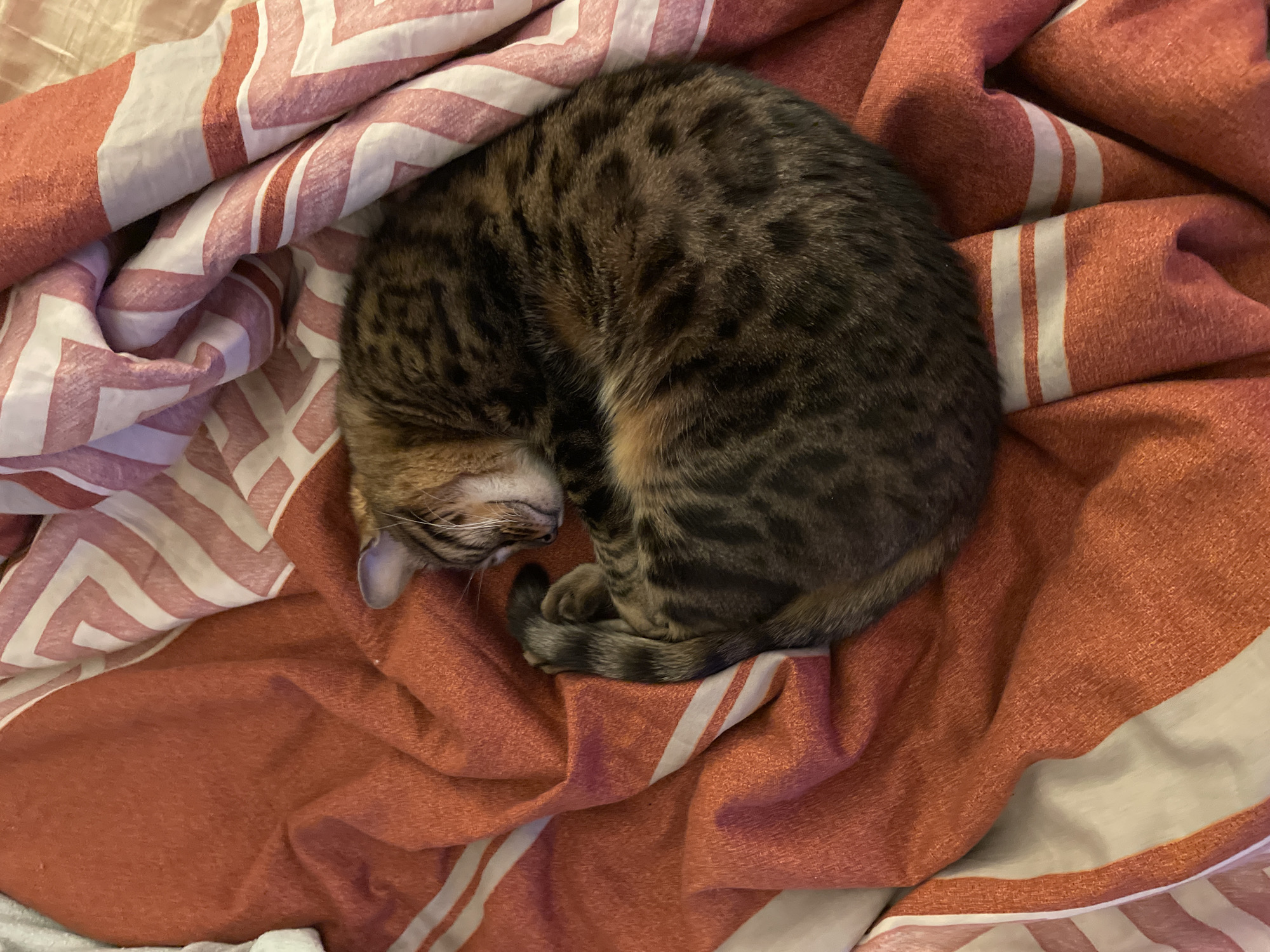 A tabby cat is curled up asleep on a striped blanket. The blanket is primarily a rusty orange color with white stripes. The cat is in a curled position with its tail tucked in close to its body. The cat's head is resting on its paws. The scene appears to be indoors.