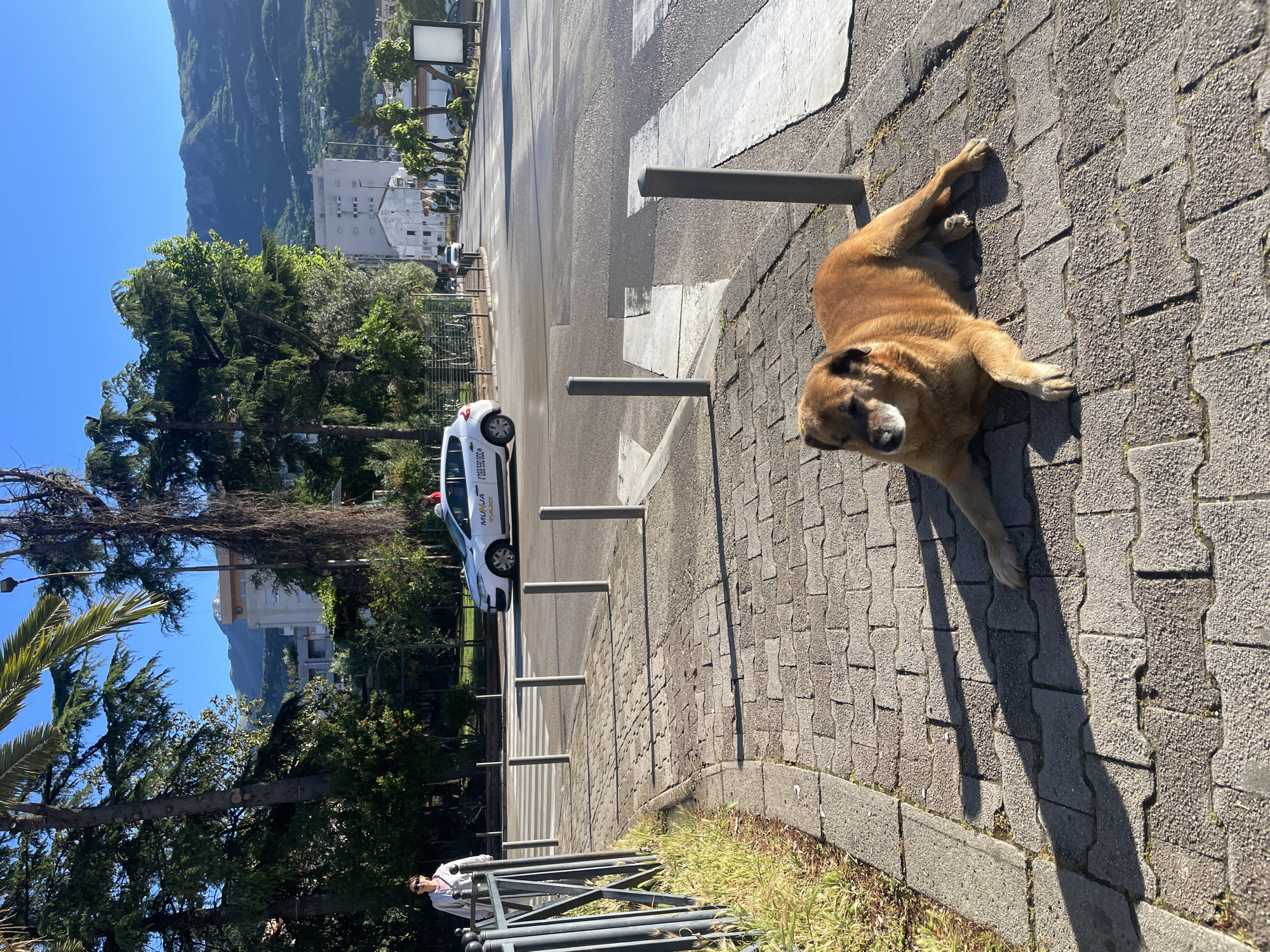 A tan dog lies on a paved sidewalk next to a street in Budva, Montenegro. The dog is positioned between a row of metal bollards along a crosswalk. A white car with the word "Muna" and a phone number on its side is parked nearby. Trees, buildings, and mountains are visible in the background. The image appears to have been taken during daylight hours. A person is visible next to a railing. The ground and structures are casting long shadows.