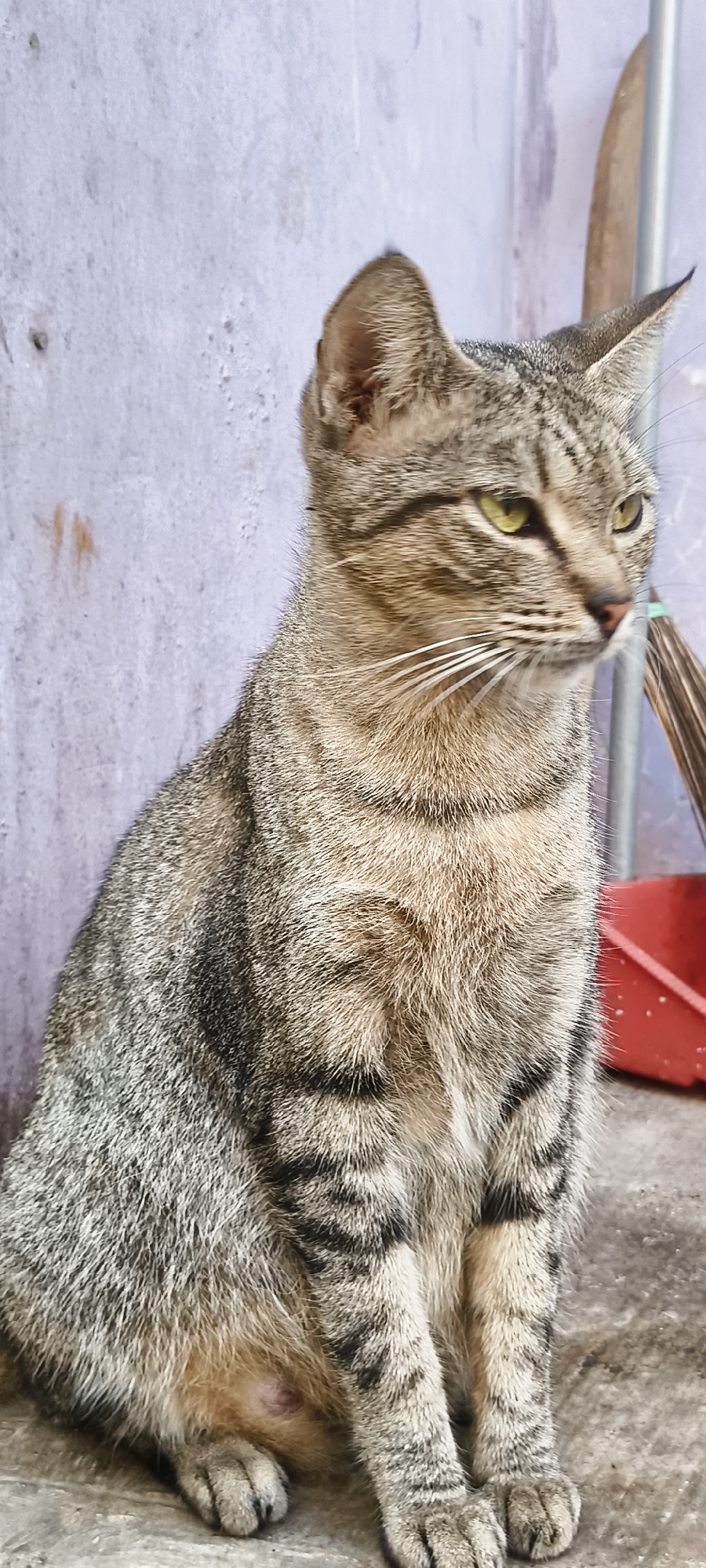 A tabby cat with green eyes sits in front of a purple-hued wall. The cat's fur is a mix of brown, black, and grey stripes. To the right of the cat, a broom leans against a metal pole. A red plastic container is also visible in the background. The scene appears to be an outdoor setting, possibly a yard or alleyway in South Tangerang, Indonesia.