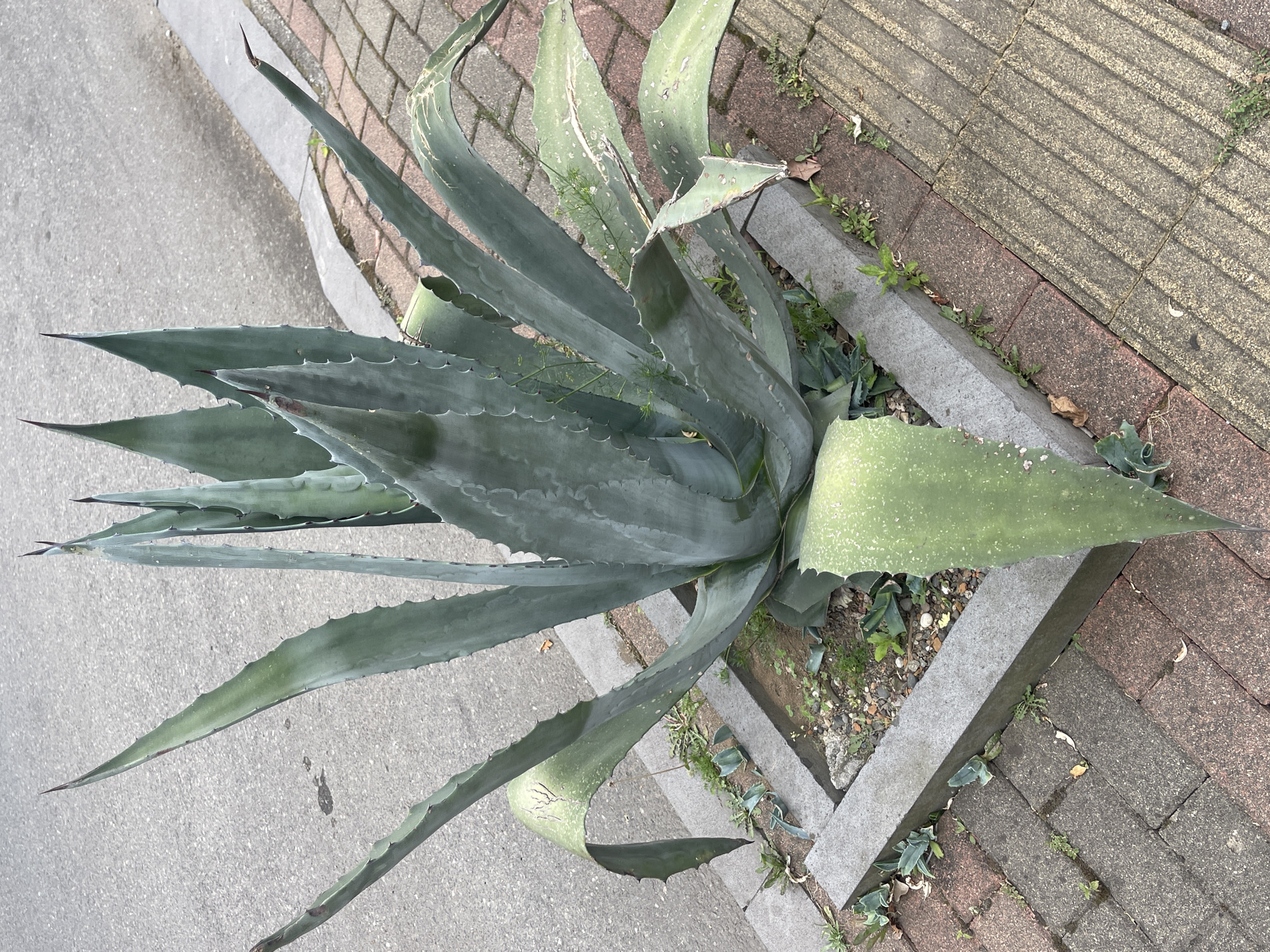 This media file displays an outdoor scene focused on a large agave plant. The plant is situated at the edge of a paved area, possibly a sidewalk or street, which is made of gray asphalt. Adjacent to the pavement is a decorative border made of reddish-brown bricks laid in a herringbone pattern, interspersed with light gray concrete pavers that have a ribbed texture. A gray concrete curb separates the paved area from the plant's bed.
The agave plant is the prominent subject, with its characteristic thick, fleshy, pointed leaves extending outwards. The leaves are a muted green color and have serrated edges, with sharp spines at the tips. Some of the leaves appear slightly weathered or have light speckling. The plant is growing in a bed of soil, gravel, and smaller pebbles. Some sparse green weeds and dry leaves are also visible in the planting area.
The lighting suggests it is daytime, with shadows cast by the plant and surrounding elements. The overall impression is a still, naturalistic view of a common urban landscaping feature. There is no visible text in the image. The location context provided is Batumi, Georgia, which aligns with the type of urban vegetation and paving often found in such regions.