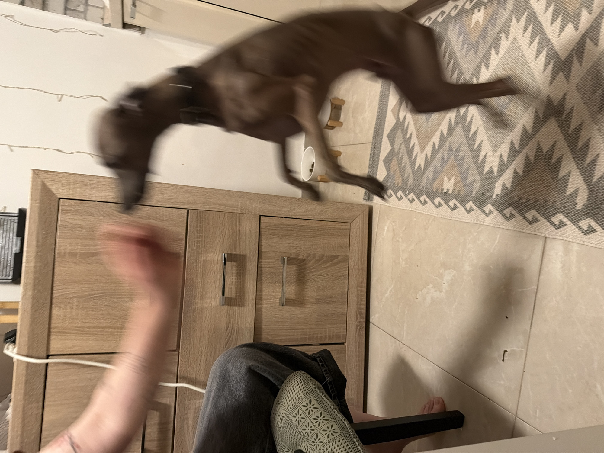 An interior shot, seemingly taken in a private residence in Vracar Urban Municipality, Serbia, depicts a blurred, dark-colored dog in mid-air. The dog appears to be jumping off a light brown wooden cabinet. A person's arm and leg are visible in the foreground, wearing a grey-green shoe and jeans. A light-colored geometric rug is on the floor to the right of the cabinet. A white cup with dark objects inside is partially visible behind the cabinet. The floor is tiled with light beige square tiles. There is a strand of string lights along the wall above the cabinet. A black object is attached to the wall left of the cabinet.