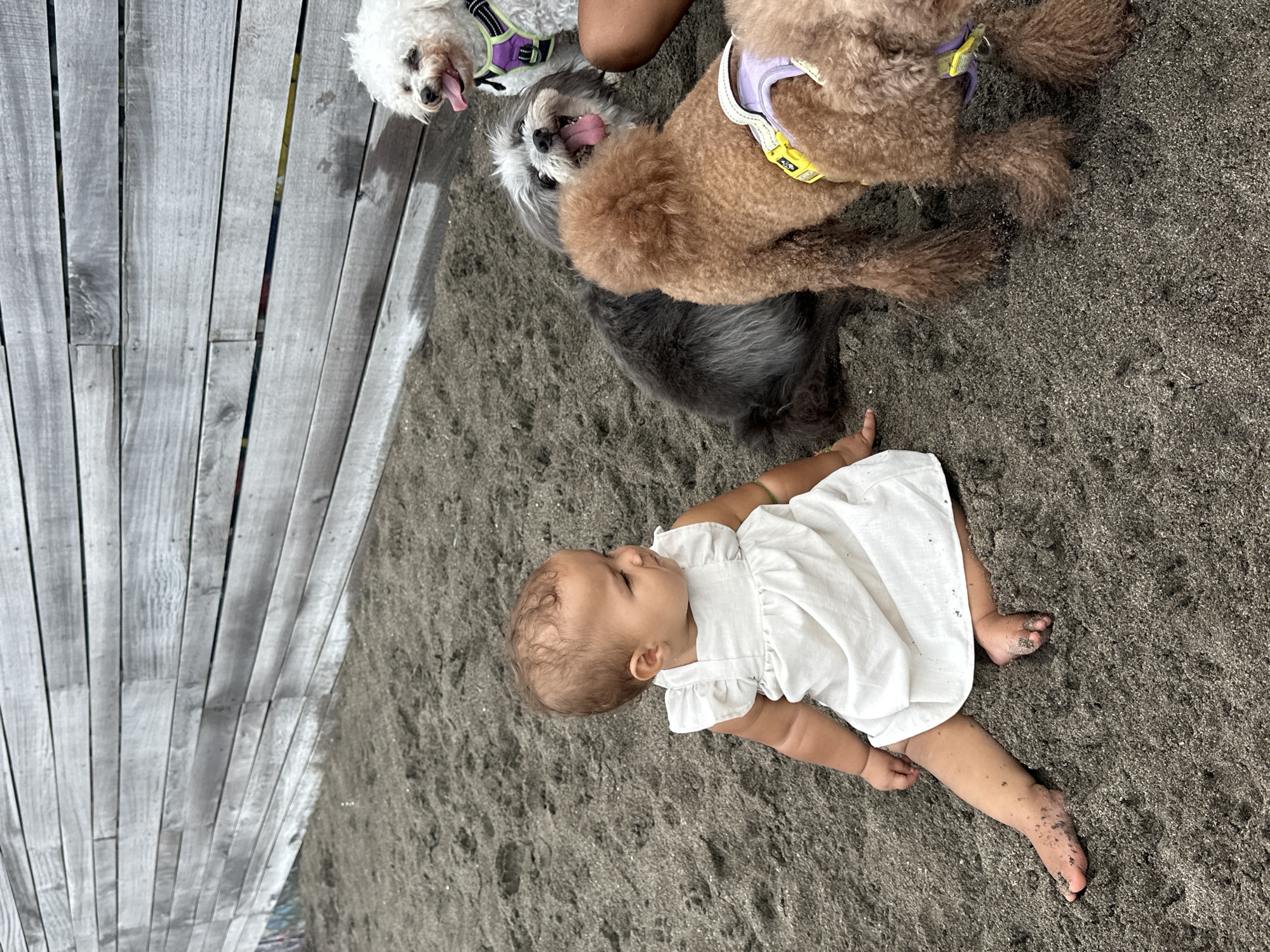 In North Kuta, Indonesia, on a sandy beach, a baby girl in a white dress sits on the sand facing right, looking away from the camera. Several dogs are gathered around her. A fluffy white dog with a purple harness is partially visible on the right, looking towards the baby. A smaller gray and white dog with its tongue out is positioned behind the baby, looking up. A brown poodle with a purple and yellow harness is in the foreground on the right, facing away from the camera and towards the baby. The background features a weathered wooden fence.