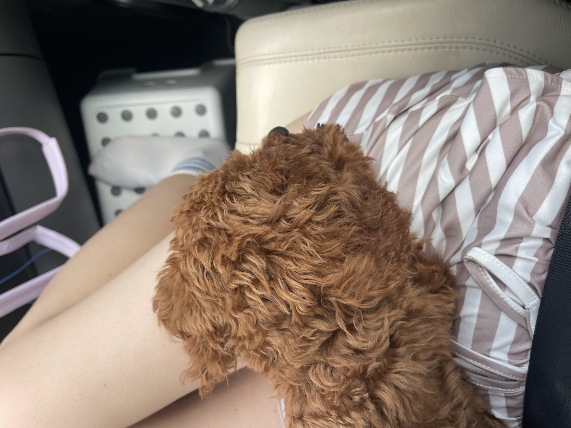 The image captures a close-up, high-angle view inside a vehicle, focusing on a person's lower body and a resting dog. A person's light-skinned legs are visible, with the right foot, clad in a white sock with blue stripes at the ankle, positioned near a white, rectangular plastic container or step-stool featuring a grid of circular perforations on its top surface.
A small, reddish-brown, curly-haired dog is resting on the person's lap, its back towards the camera. Only the dog's back, head, and a small part of its dark nose/muzzle are visible in the lower right portion of the frame, indicating it is facing towards the front right of the vehicle.
The person is wearing clothing with wide, alternating white and light brown/beige vertical stripes, likely shorts or a skirt. To the right, a cream-colored, leather-upholstered car seat or armrest is partially visible. In the upper left, a light purple strap or handle can be seen against a dark background, likely part of the vehicle's interior or an accessory. The immediate environment suggests a car's interior, but no specific external geographical details are discernible, therefore the location in the city of Dunavtsi, Bulgaria cannot be confirmed by the image content.
