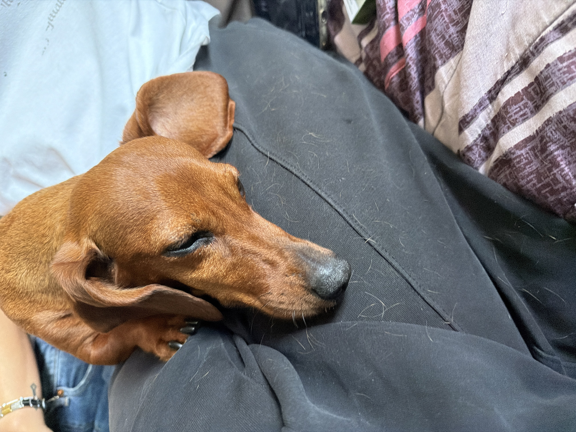The image shows a close-up of a dachshund dog resting on a person's lap. The dog is reddish-brown and appears to be asleep, with its head resting on dark fabric. The person is wearing blue jeans, visible in the upper left corner, and a bracelet is on their wrist. The background includes a white fabric and a striped blanket. The overall scene appears to be indoors, likely in a domestic setting. There is no information within the image to suggest a specific location in Varna, Bulgaria.