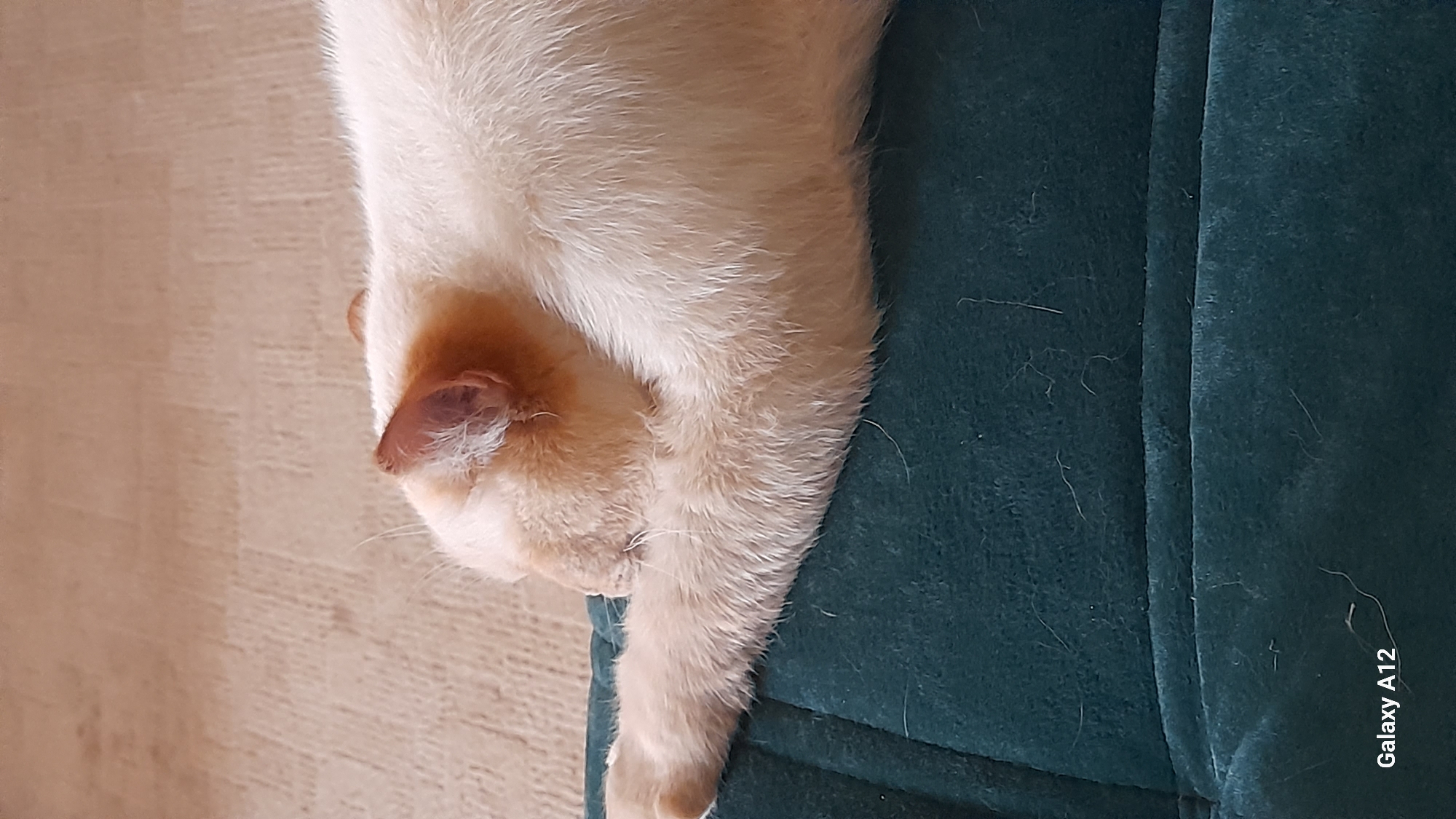 The image shows a close-up of a light-colored cat, likely a Siamese or similar breed with cream-colored fur and darker tan markings on its ears and face, sleeping on a teal-colored surface, possibly a couch or cushion. The cat is curled up, with its head tucked under its arm, obscuring its facial features. The background consists of a neutral-toned carpet. There are some loose strands of hair visible on the teal surface. The bottom left corner of the image contains the text "Galaxy A12", indicating the device used to capture the photograph. There is no information in the image to determine a specific location within Марковский, Russia.