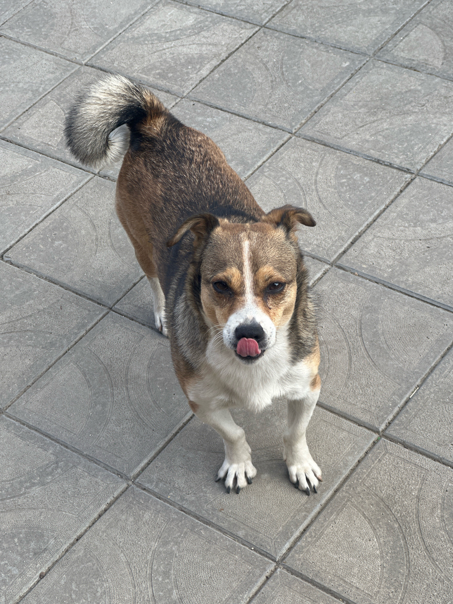 An outdoor, high-angle, full-body shot shows a medium-sized dog standing on a paved walkway made of square concrete tiles. The dog is facing the camera, with its tongue sticking out. Its fur is a mix of brown, white, and gray. The dog's tail is curled upwards. The concrete tiles have a subtle circular pattern embossed into them. The scene appears to be in Makiv, Ukraine.