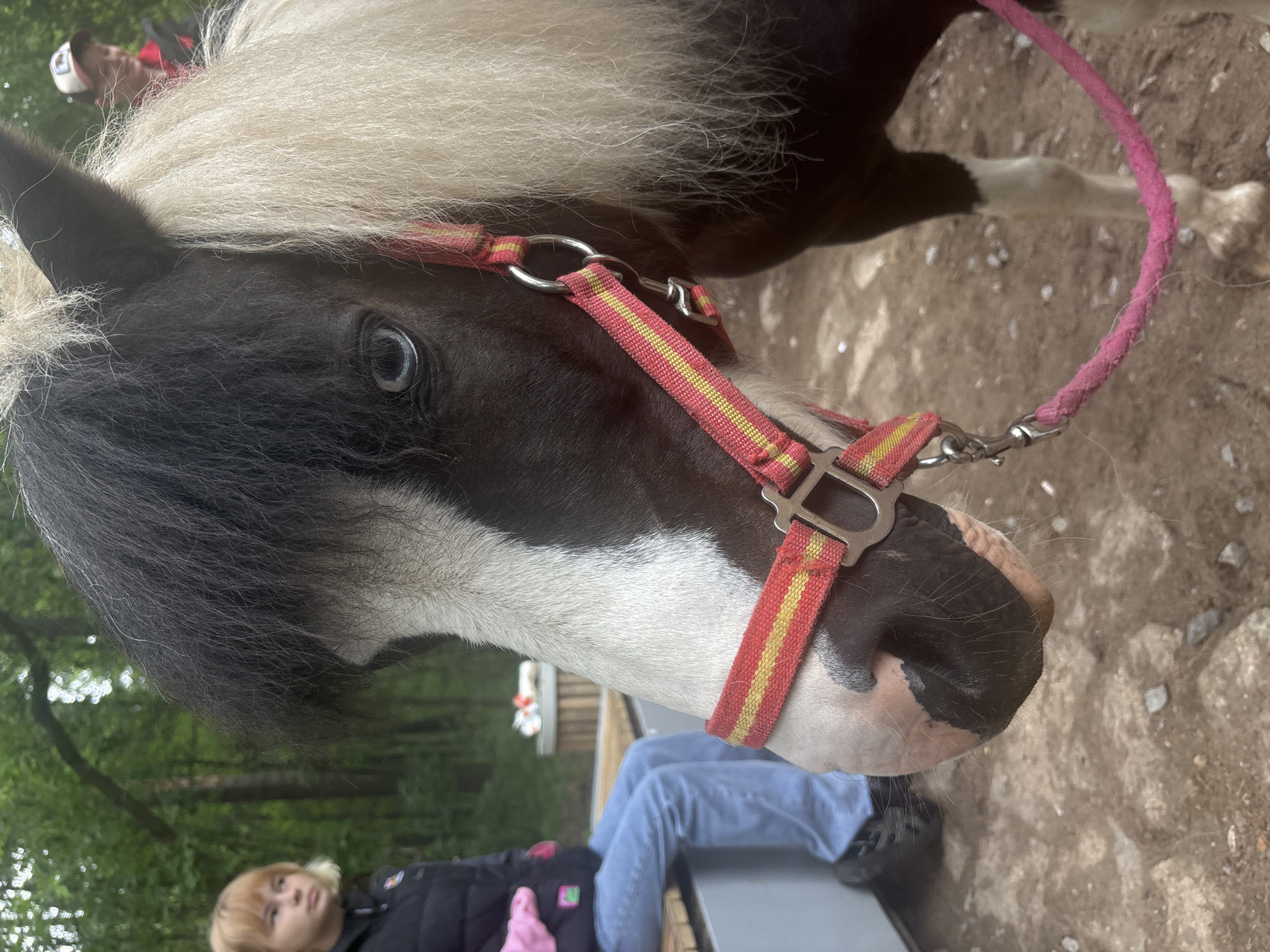 In the city of Perm, Russia, the image provides a close-up, ground-level perspective of a piebald pony, primarily featuring its head and upper body. The pony has dark brown or black fur with a prominent white blaze down its face and a white muzzle with both pink and black skin. Its left eye, centrally focused, is distinctly blue. The pony's mane and forelock are bicolored, with dark brown/black hair on the left side and light blonde/white hair on the right. A red halter with thin yellow horizontal stripes is fitted around its head, secured by silver-toned rings and buckles. A pink braided lead rope is attached to the halter and extends out of view to the lower right.
In the mid-ground to the left, a person with short blonde hair, wearing a black puffer vest and blue jeans, is seated on a modern wooden bench with a grey base. They appear to be looking to their left. Pink gloves are visible near their lap. Further in the background, to the right and behind the pony's head, another person is partially visible, wearing a cap with a white top, dark brim, and red marking, along with a red garment. The setting is an outdoor, natural environment with a dirt and gravel ground surface. Lush green trees and foliage form a dense background, suggesting a wooded or park-like area. A cylindrical object, possibly a planter or bin, is visible behind the seated person.