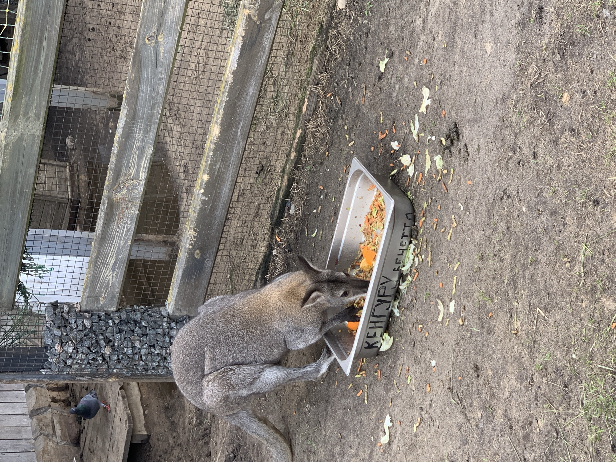 In the outdoor enclosure of the Малахавецкі сельскі Савет, Belarus, a grey kangaroo is depicted eating from a metal feeding trough filled with chopped vegetables, primarily carrots and lettuce. The trough is labeled with text in Cyrillic script. The ground around the trough is dirt, scattered with vegetable scraps and a few small green plants. A pigeon stands on a wooden platform to the left of the kangaroo. A rustic wooden fence with wire mesh encloses the area.