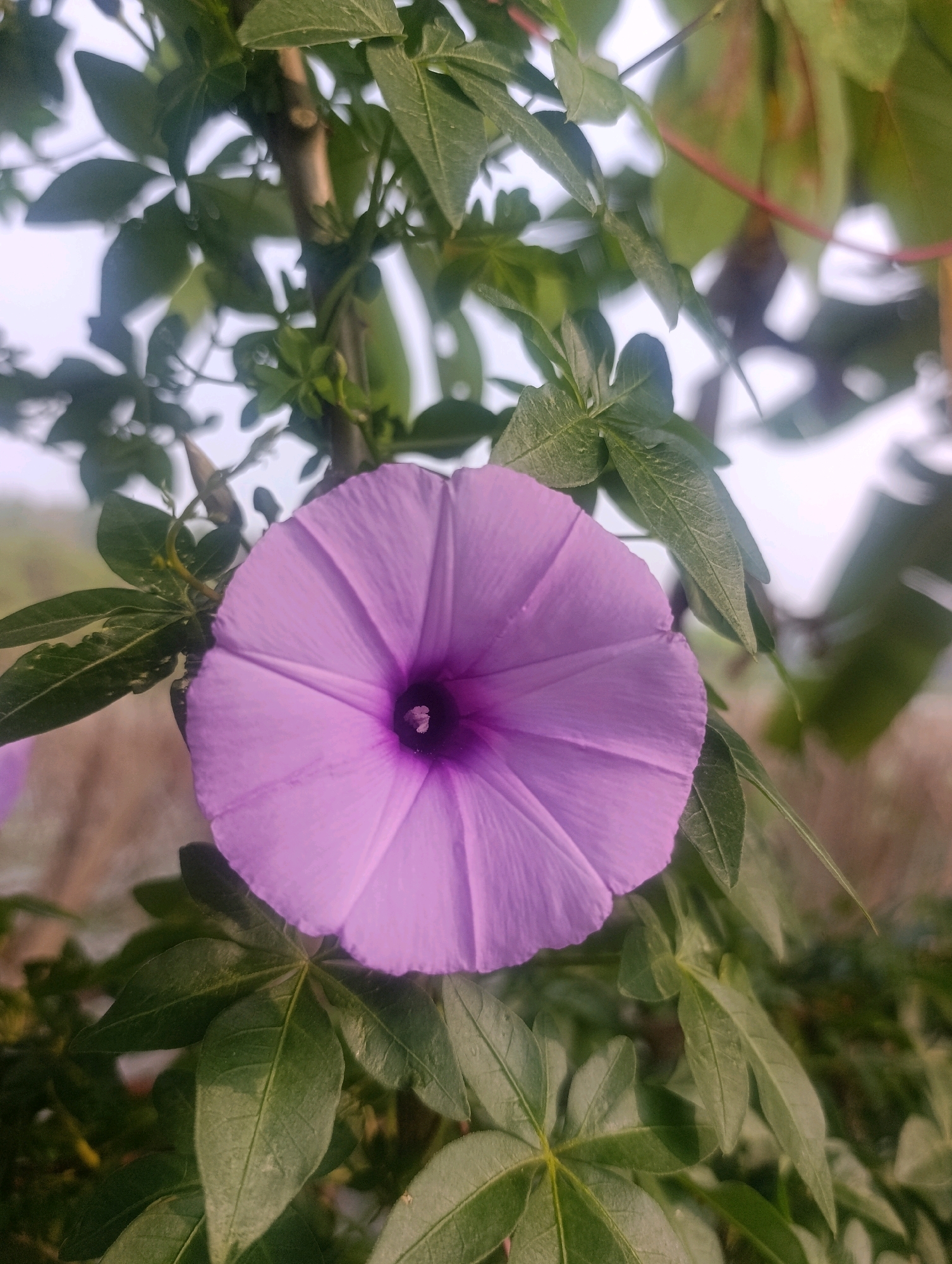 A close-up, portrait-oriented photograph shows a single, vibrant purple flower with prominent petals fanning out from a dark purple center. The flower is in sharp focus, while the surrounding foliage and background are softly blurred. The leaves are a deep green, with some appearing lighter due to the lighting. A thin, brown stem is visible behind the flower, with tendrils of green vines intertwined. The background is a hazy blend of muted browns and whites, suggesting an outdoor environment, possibly a garden or natural landscape. The image was taken in Cihanjuang, Indonesia, and captures a moment of natural beauty.