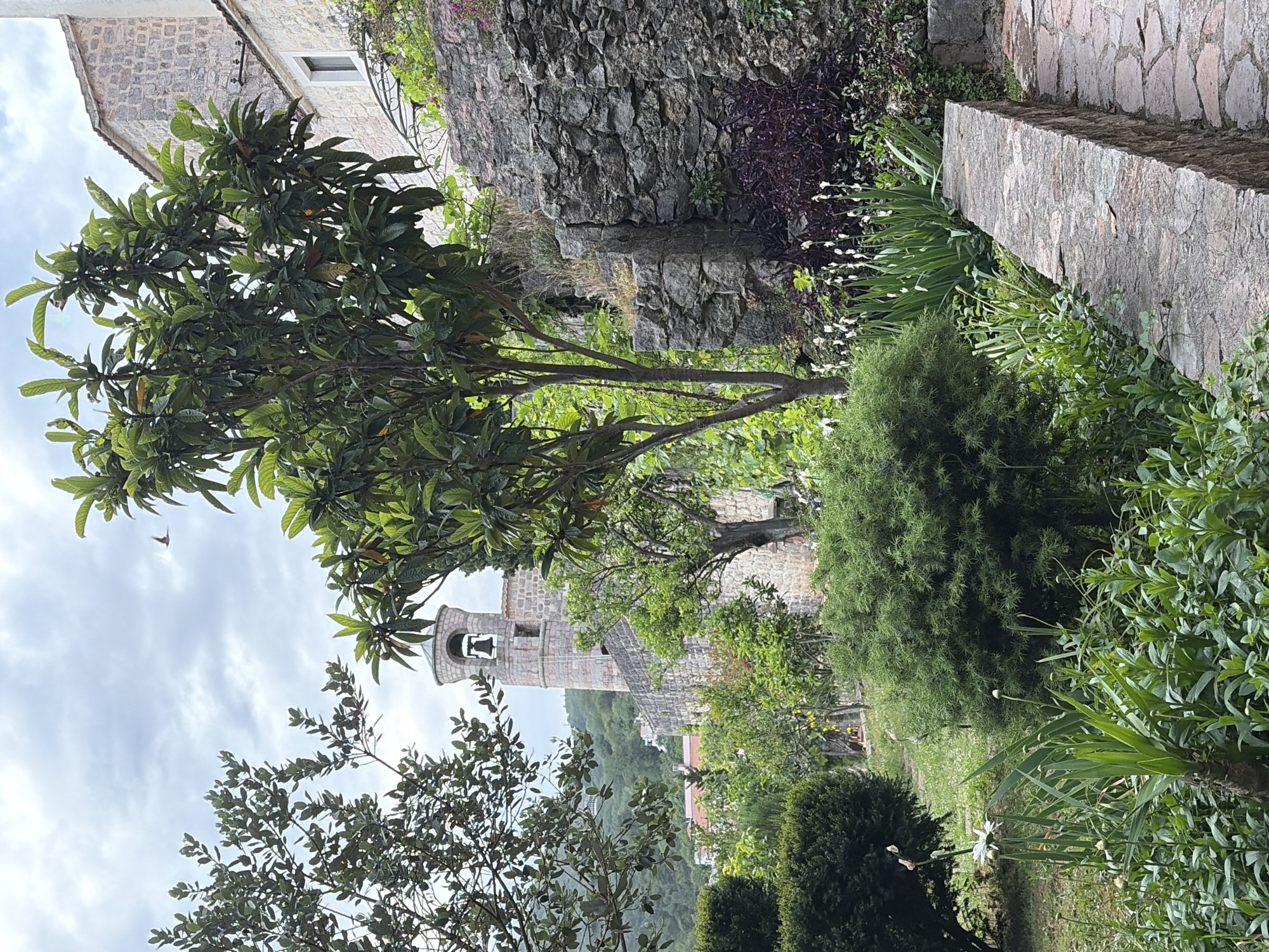 The image is a ground-level, medium-shot outdoor scene featuring a partial view of an old stone building and bell tower amidst lush greenery. The shot is taken at a slight upward angle.
The stone building, situated on the left side of the frame, appears aged with varying rock textures. A tree with large, elongated leaves partially obscures the view of the building. To the right, a stone wall and various plants add depth and texture to the foreground. A bell tower, constructed of similar stone, can be seen between the trees. The sky is overcast.
The location is Budva, Montenegro, specifically the Stari Grad (Old Town) area.