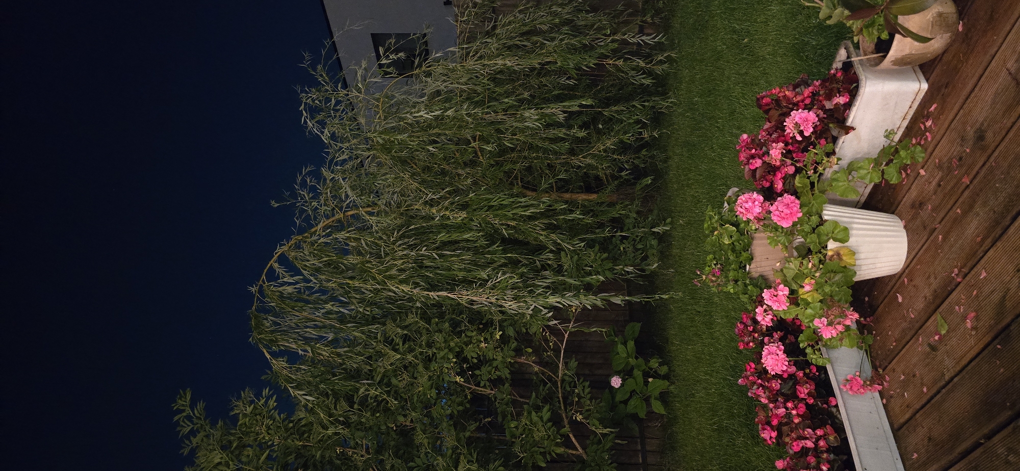 The image depicts a backyard scene at night. A weeping willow tree dominates the central and upper portions of the frame, its long, slender branches hanging down. To the left of the willow, a dense green tree with smaller leaves is visible, partially obscuring a wooden fence. In the background, a portion of a building with a window is visible. The foreground is occupied by a wooden deck with several potted plants. Prominent among these are bright pink flowers in white and rectangular planters. The grass lawn is visible between the deck and the trees. The overall lighting suggests it is evening or night, with a dark blue sky. The location is identified as Kaliningrad, Russia, though no specific landmarks or indicators within the image confirm this. There are no people or animals present in the scene.