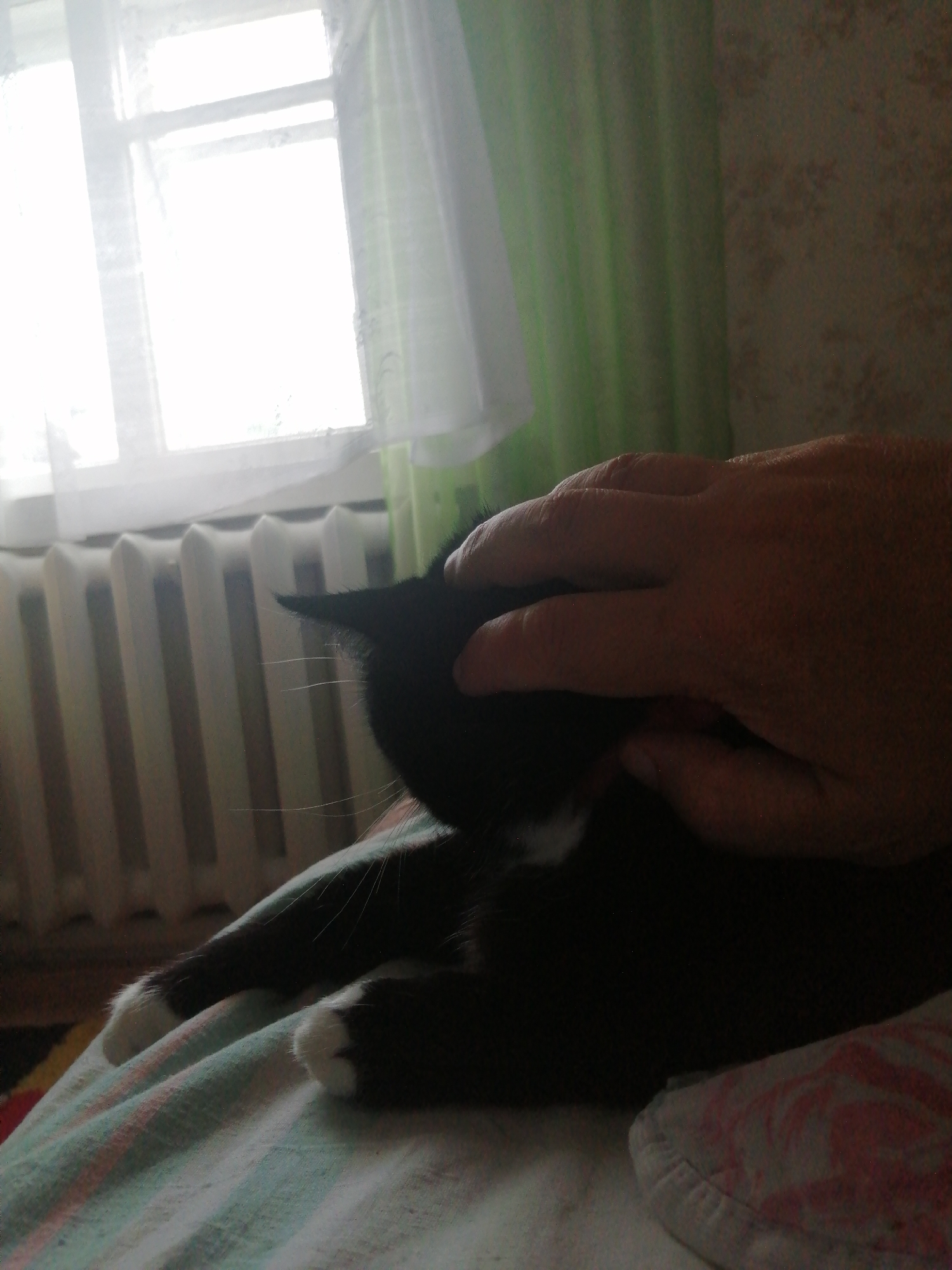 A black and white cat is lying on a bed near a window with a radiator below it. A person's hand is petting the cat's head. The room is dimly lit. The image was taken in Slonim, Belarus.