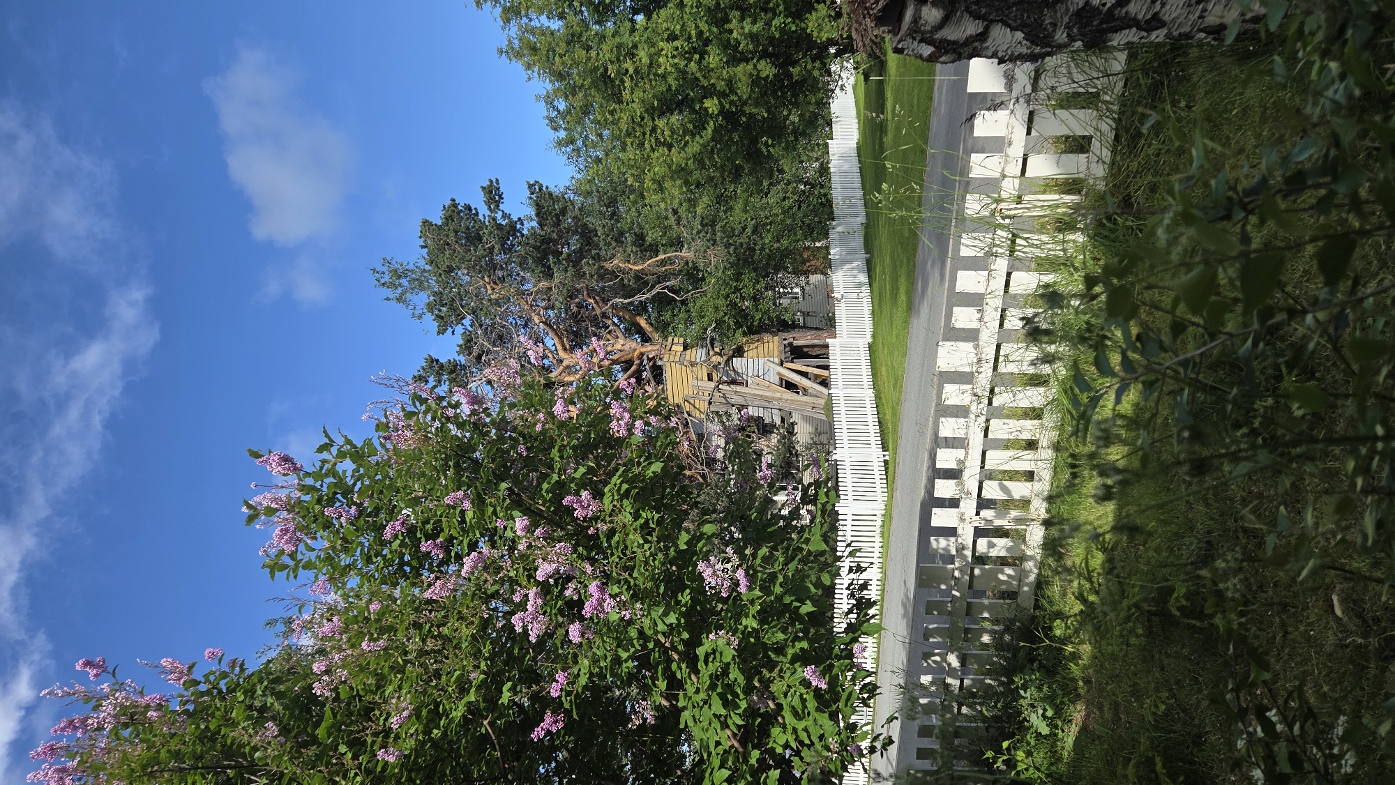 In Tynset, Norway, a bright blue sky with scattered white clouds serves as the backdrop for a verdant scene. In the foreground, a white picket fence runs horizontally across the image, partially obscured by lush green foliage and grass. Beyond the fence, a tree with delicate pink blossoms stands prominently on the left. To the right of the blooming tree, a tall, mature pine tree supports a unique, rustic wooden structure, possibly a treehouse or an unconventional building, constructed with visible wooden beams and panels. The structure appears weathered and aged, with supports extending from its base. A larger building with a light-colored facade is visible behind the fence and beneath the pine tree. The overall environment suggests a rural or semi-rural setting within Tynset, characterized by abundant greenery and clear weather.