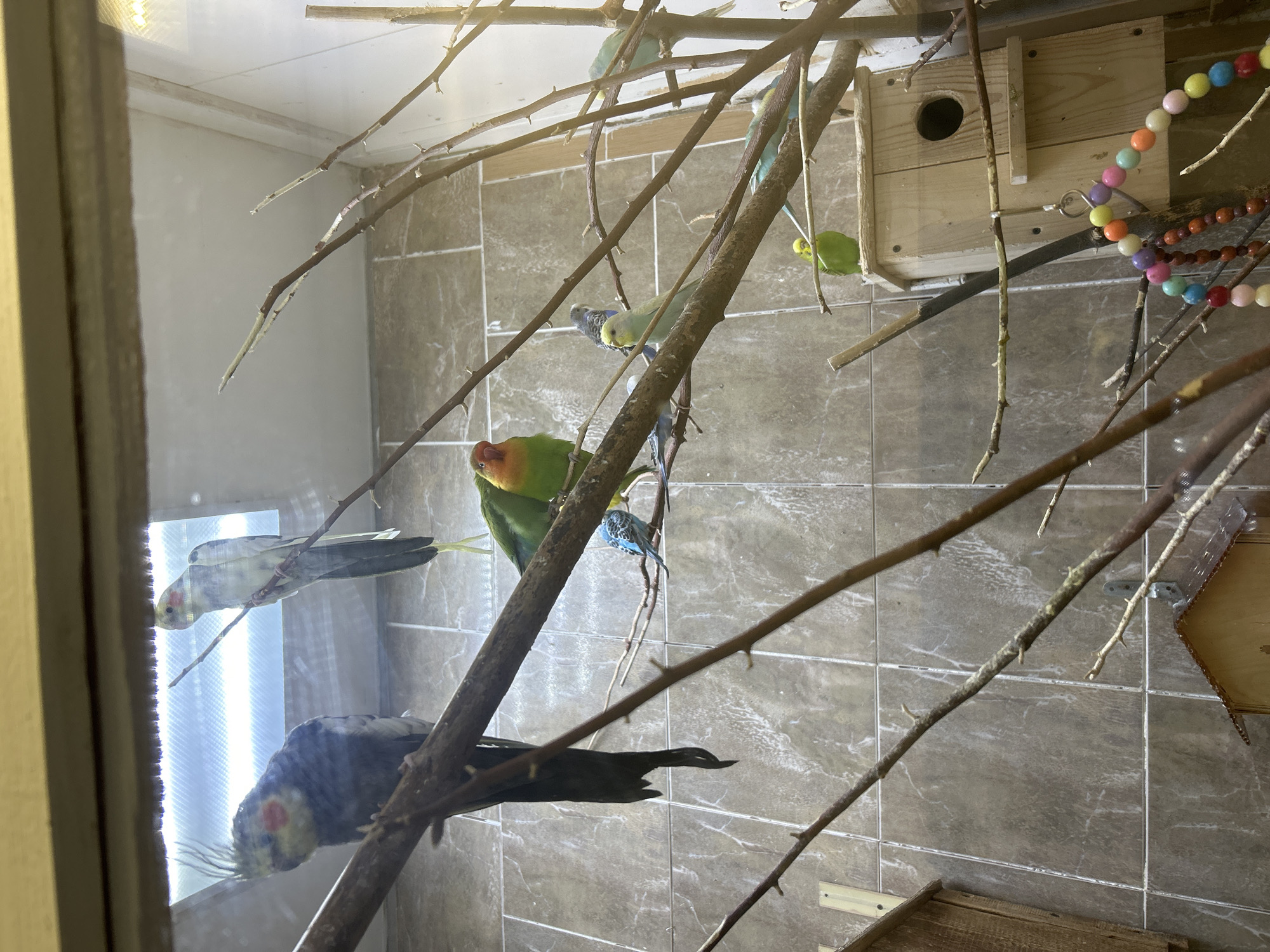 The image shows a bird enclosure containing several small birds perched on branches and a birdhouse. Two cockatiels, one gray and one white, are visible in the upper left. Below them are several budgies in various shades of green, blue, and yellow. A lovebird with green and orange plumage is also present. The enclosure has tiled walls and a wooden birdhouse with a circular opening. A colorful beaded toy hangs in front of the birdhouse. The scene appears to be indoors, likely in a pet store or aviary. The image does not contain any information that would allow for the determination of its location in the city of Chaikovsky, Russia.