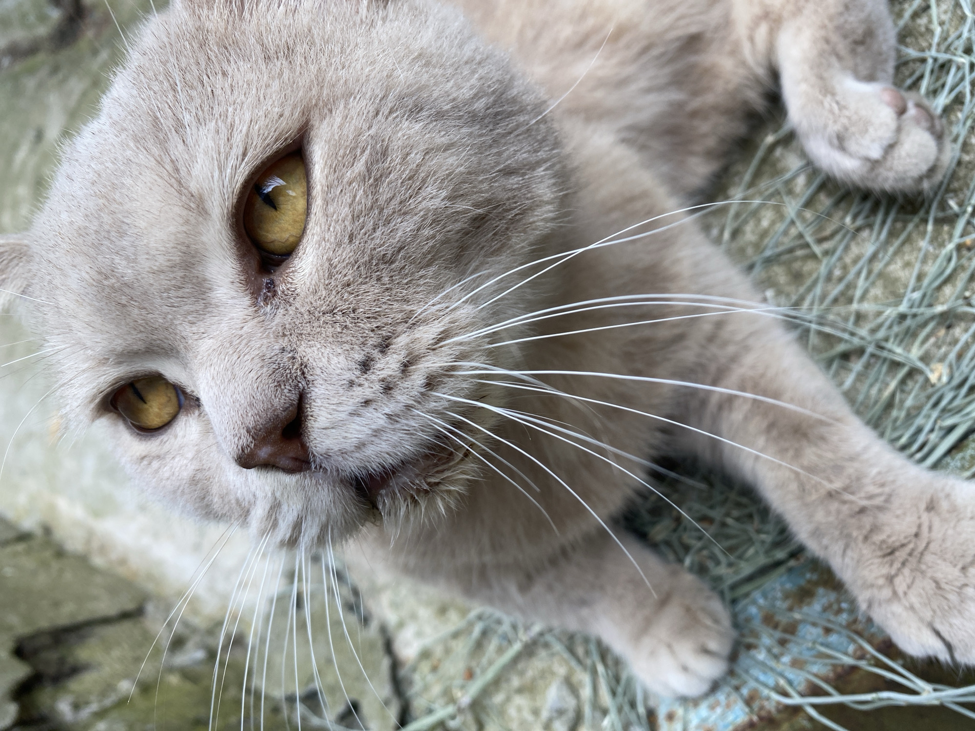 The image is a close-up, high-angle shot of a light-colored cat with yellow eyes and long white whiskers. The cat is looking upwards and to the left. Its fur is short and appears soft. The cat is resting on a textured surface that appears to be made of rough, possibly weathered material with a greenish-blue tint and some interwoven strands, suggesting it might be a mat or some sort of netting outdoors. The background is blurred, showing muted colors and textures, possibly indicating an outdoor setting. The image does not provide any specific details to pinpoint its location within the city of Maykop, Russia.