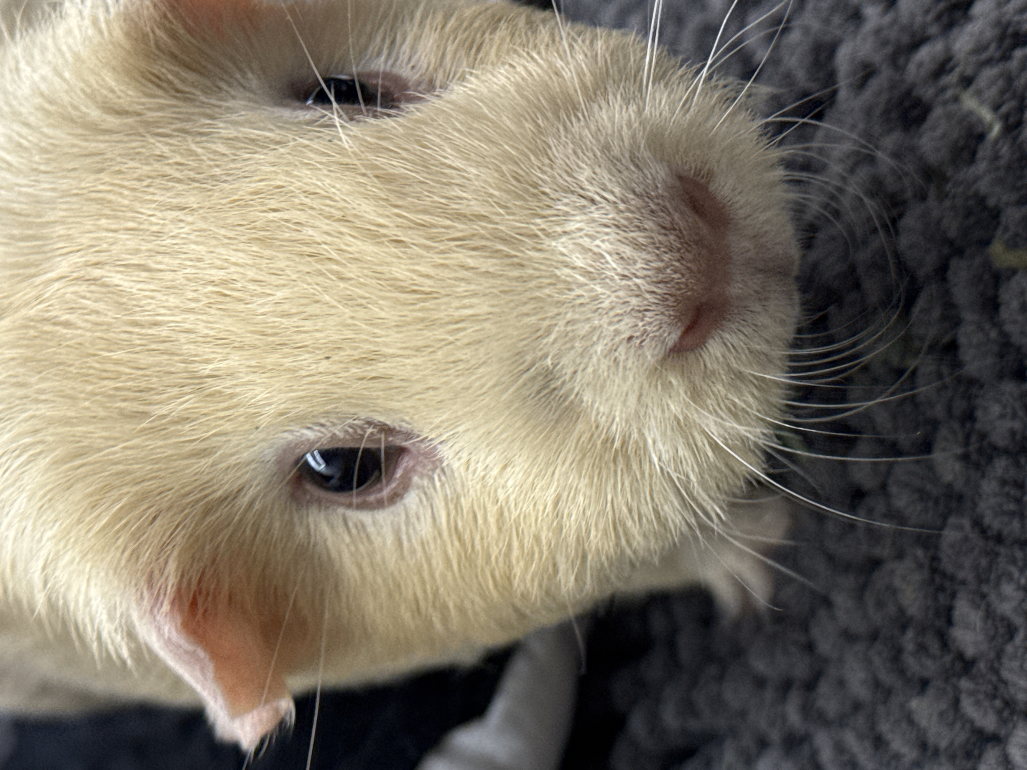 An extreme close-up shot captures the face of a light tan guinea pig. The guinea pig's fur is light beige and appears soft, with individual strands visible. Its eyes are dark and round, reflecting light. The ears are small and pinkish, with some fur showing. The nose is a light pinkish-brown color and is wet. The whiskers are long and white, fanning out from the snout. The background is a dark, textured surface, possibly a blanket or rug, with a slightly blurry, dark area on the left side. The lighting is soft and natural, highlighting the guinea pig's features.