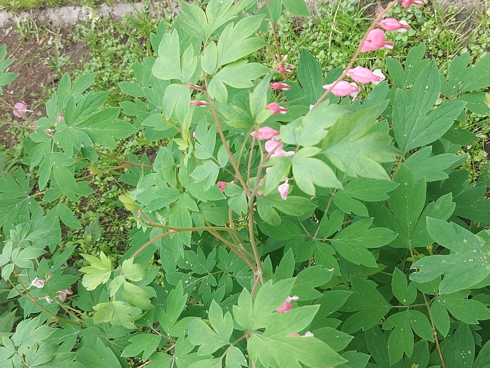 A cluster of bleeding heart flowers, with their distinctive pink, heart-shaped blossoms, are in bloom against a backdrop of lush green foliage. The flowers hang in delicate rows along slender stems, some still buds and others fully open. The surrounding leaves are a vibrant green, with a slightly textured surface, some showing small water droplets. The ground beneath the plants is visible, appearing to be soil mixed with sparse green grass. The scene is outdoors, suggesting a garden or natural setting. The specific location in Belogorsk, Russia is not discernible from the visual information provided.