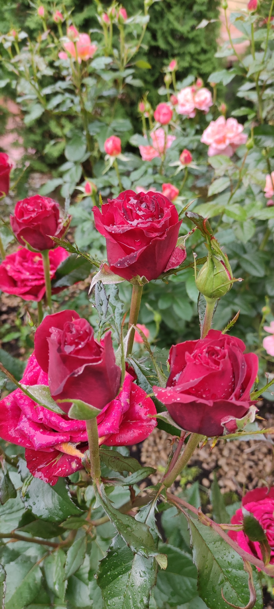 A close-up, vertical shot captures a cluster of deep red roses in a garden in Rosinka, Russia. The roses are in various stages of bloom, with some fully opened and others still budding. Water droplets glisten on the petals, suggesting recent rain or dew. The roses are surrounded by lush green foliage, and in the background, out-of-focus pink roses and greenery create a soft, blurred backdrop. The overall impression is one of natural beauty and freshness.