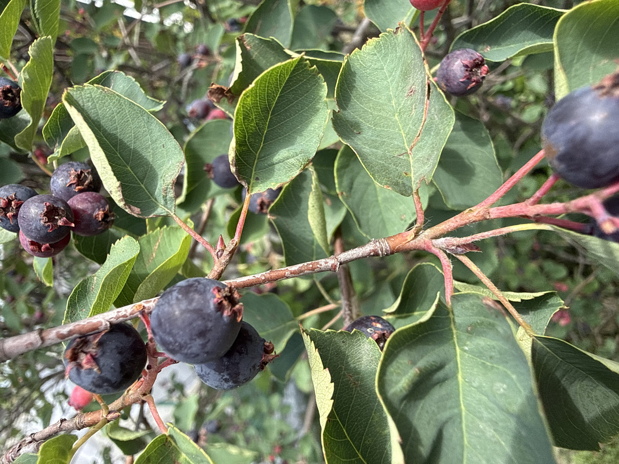 This is a close-up, eye-level, outdoor photograph of a branch of a serviceberry tree bearing ripe, dark purple berries and green leaves. The berries are round and some have dried sepals at the top. The leaves are oval-shaped with serrated edges and prominent veins. The branches are reddish-brown and fuzzy in places. In the background, other branches, leaves, and berries are visible, as well as some out-of-focus green foliage and a blurred, light-colored structure, possibly a building. The overall lighting suggests a daytime scene, likely in summer or early autumn. The location is identified as Baryshevo, Russia.