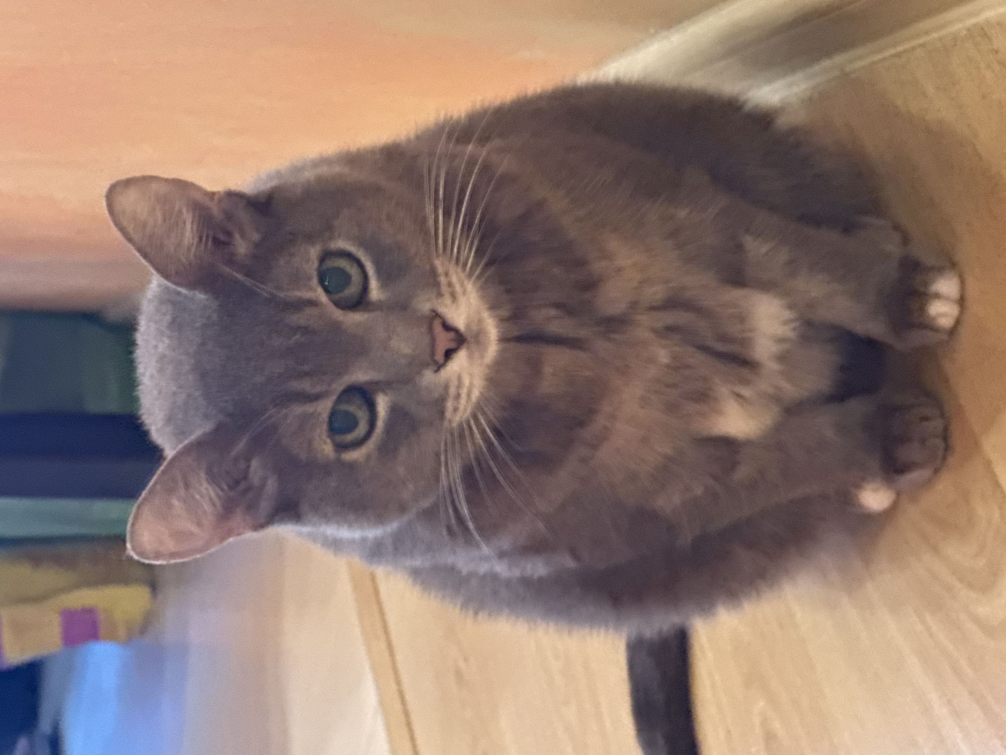 A grey cat is sitting on a light wooden floor. The cat is facing the camera, with its front paws tucked underneath its body. The cat has green eyes and white fur on its chest and paws. The background is a blurry wall with an orange hue. A dark tail is visible to the left of the cat. This scene is taking place indoors, in a residential setting, likely within the city of Solikamsk, Russia, given the available metadata.