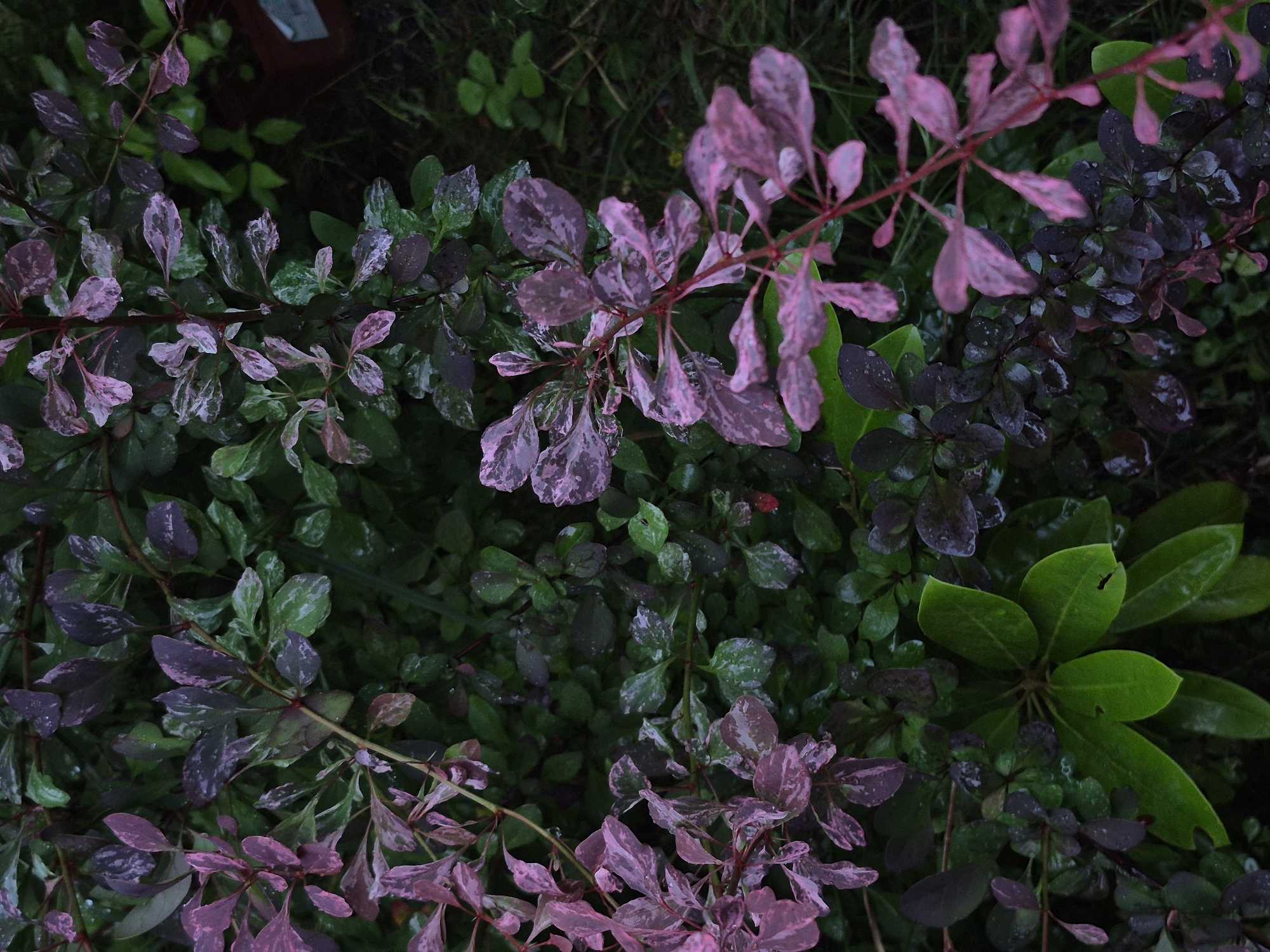 A high-angle, close-up shot shows a patch of ornamental shrubbery, likely in the city of Астра-1 Днт, Russia. The shrubbery features a mix of dark green and variegated pink and green leaves. Many of the leaves are speckled with water droplets, indicating recent rain or watering. The overall lighting is dim, suggesting it is overcast or the photo was taken during twilight hours. The background is a blur of dark foliage, with a hint of what might be a brown planter or pot on the far right. No people or animals are visible in the frame.
