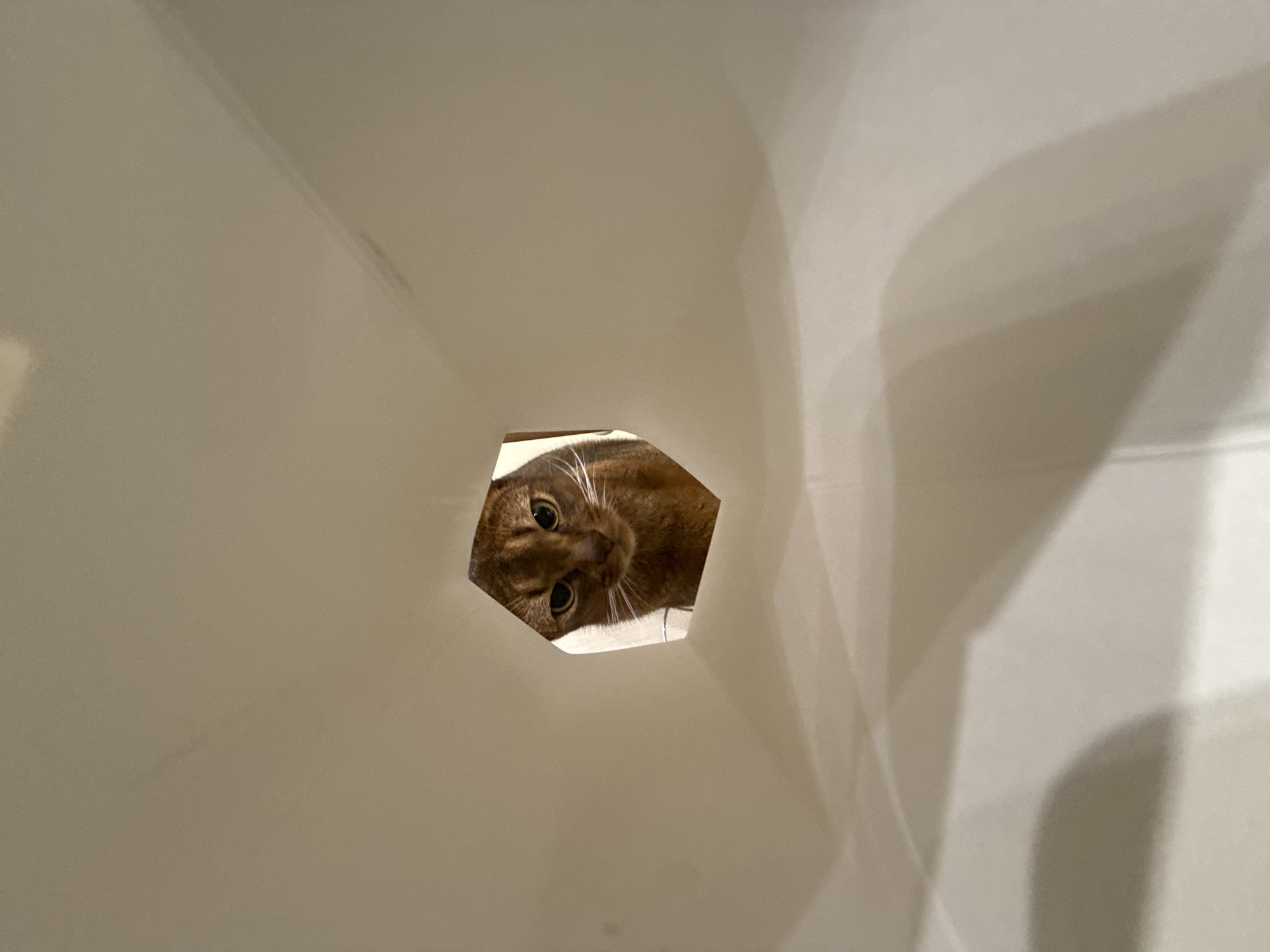 A brown cat with white whiskers peeks through a hexagonal opening in a light-colored, possibly cardboard, surface. The cat's face is the primary subject, with its eyes looking directly at the camera. The background is blurred and appears to be an interior space. There is no information available about the location in Vinnytsia, Ukraine.