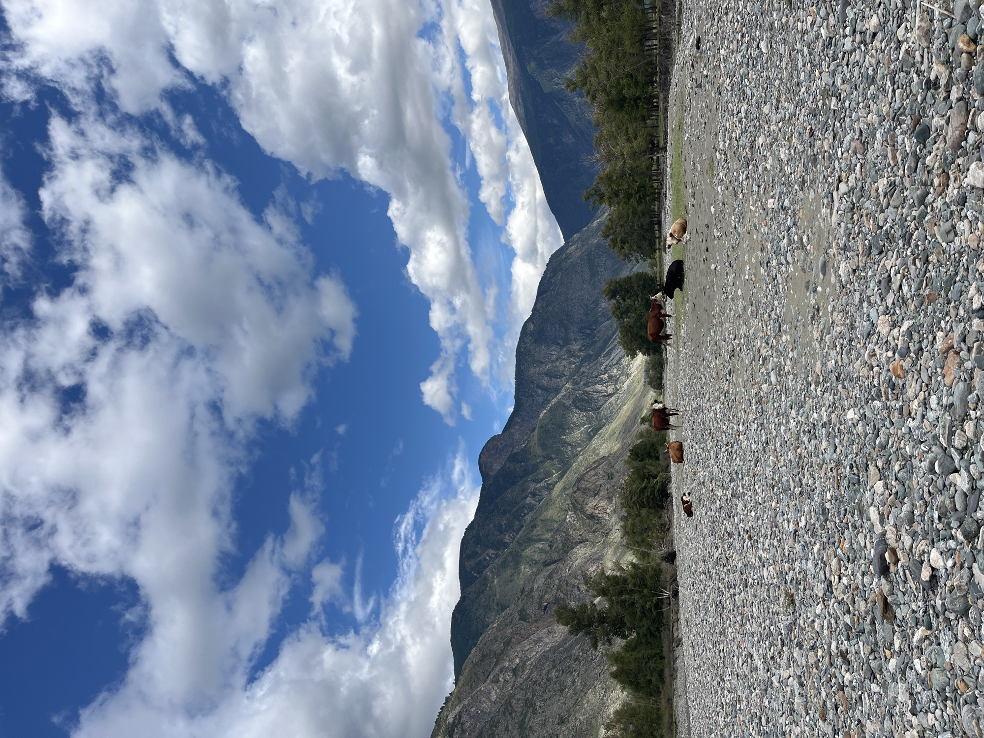 In Koo, Russia, cows graze in a vast, rocky landscape at the foot of imposing mountains. The sky above is a vibrant blue, dotted with fluffy white clouds, hinting at fair weather. The ground is covered in a thick layer of smooth, grey pebbles, suggesting a dried riverbed or a rugged terrain. A line of dark green trees forms a natural border at the edge of the rocky expanse, behind which the mountain slopes rise sharply, their surfaces a mosaic of grey rock and green vegetation. Several cows, some brown and white, others black and white, are scattered across the scene, some standing and others resting. The overall impression is one of serene, untouched natural beauty, far from urban life.