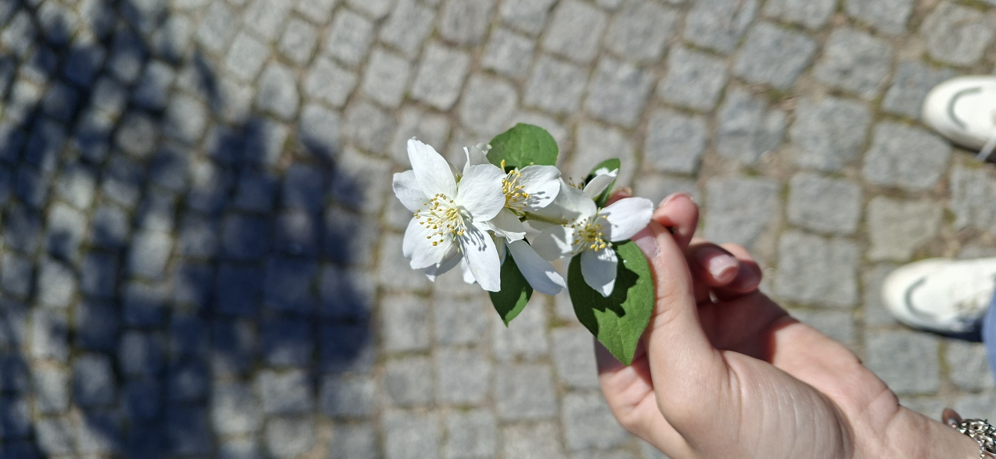 A hand holds a small cluster of white, five-petaled flowers with yellow centers and green leaves, positioned against a background of grey cobblestones. To the left, a dark shadow from a tree or building is visible. In the lower right corner, part of a white shoe and blue denim fabric suggest the person holding the flowers is standing. The cobblestone pavement suggests a historical area. The flowers suggest spring or early summer. It's impossible to determine the exact location in Plovdiv, Bulgaria from this image.