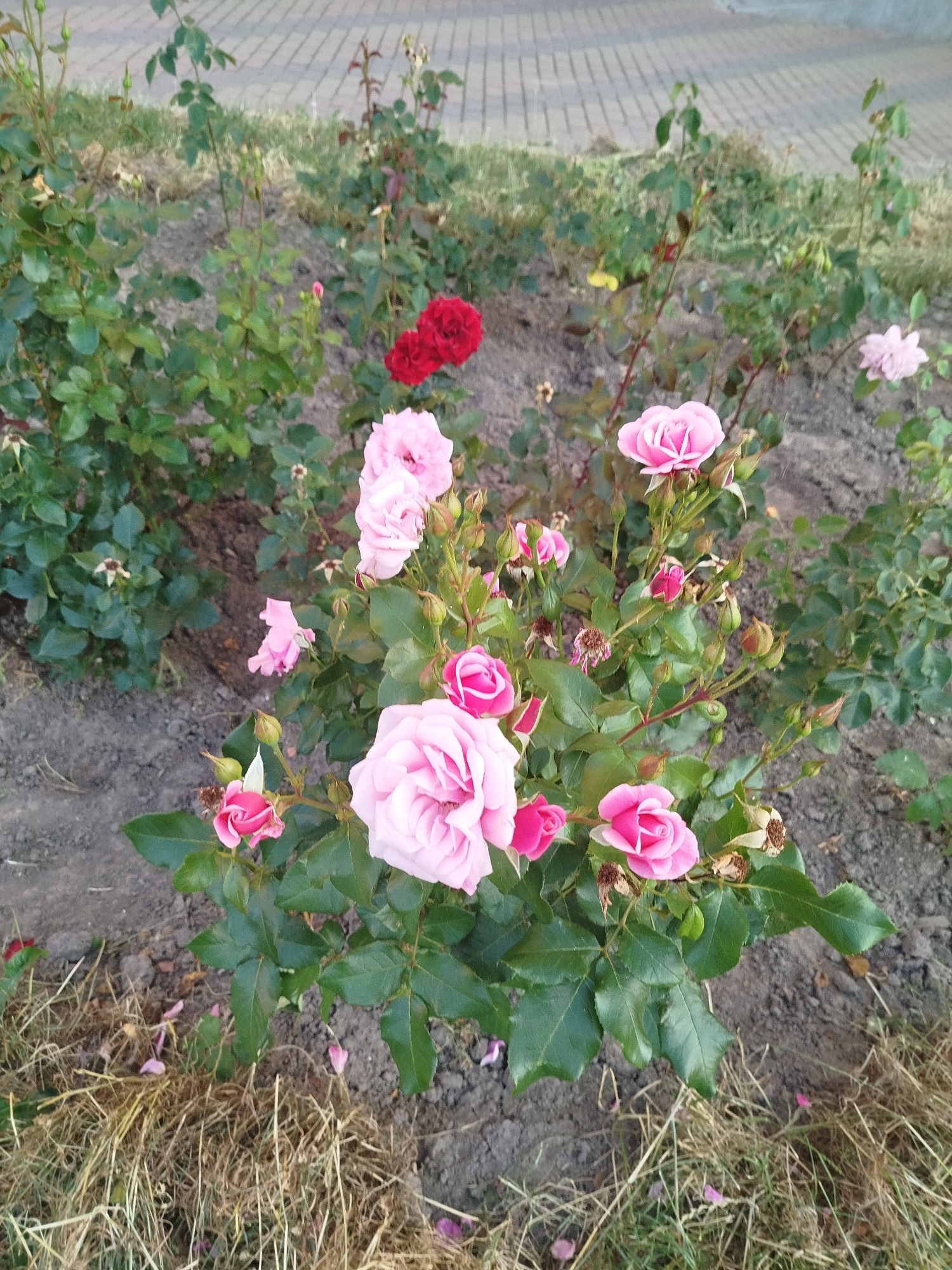 A medium shot captures a rose bush with numerous pink and red blooms and buds. The bush is planted in a bed of dry soil and grass, with a paved walkway visible in the background. The scene is an outdoor setting, possibly a park or garden in Vinnytsia, Ukraine. The lighting suggests it is daytime.