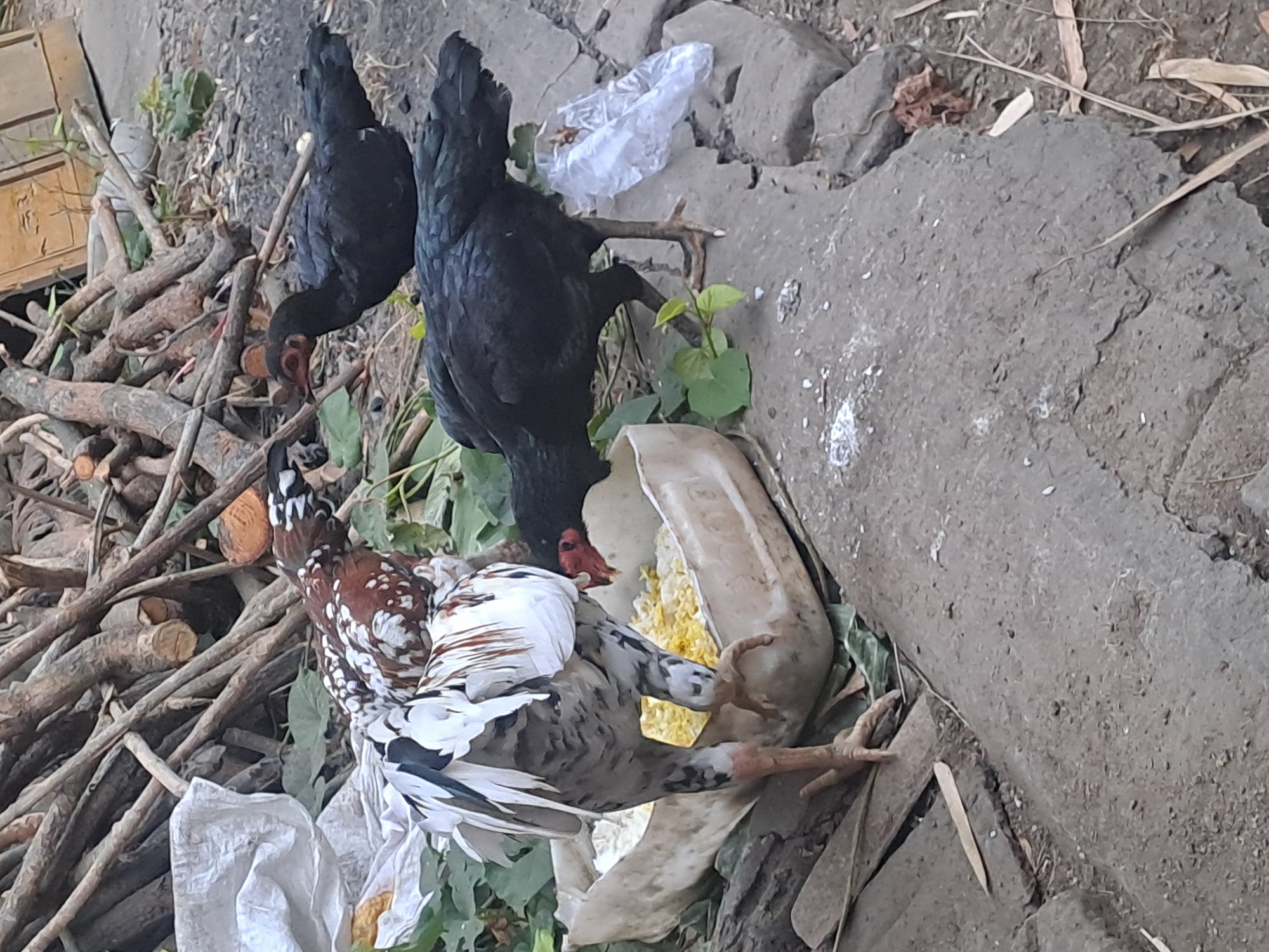 In Sumberejo, Indonesia, three chickens are gathered around a white plastic trough filled with yellow feed. One chicken, predominantly black, stands to the right of the trough, pecking at the food. Another chicken, with black and white speckled plumage and a reddish comb and wattle, is positioned in front of the trough, also feeding. A third black chicken is partially visible behind the first black chicken. The scene is set outdoors, with a pile of cut branches and a white plastic bag visible in the background. The ground consists of dirt and rocks, with some green leaves scattered around.
