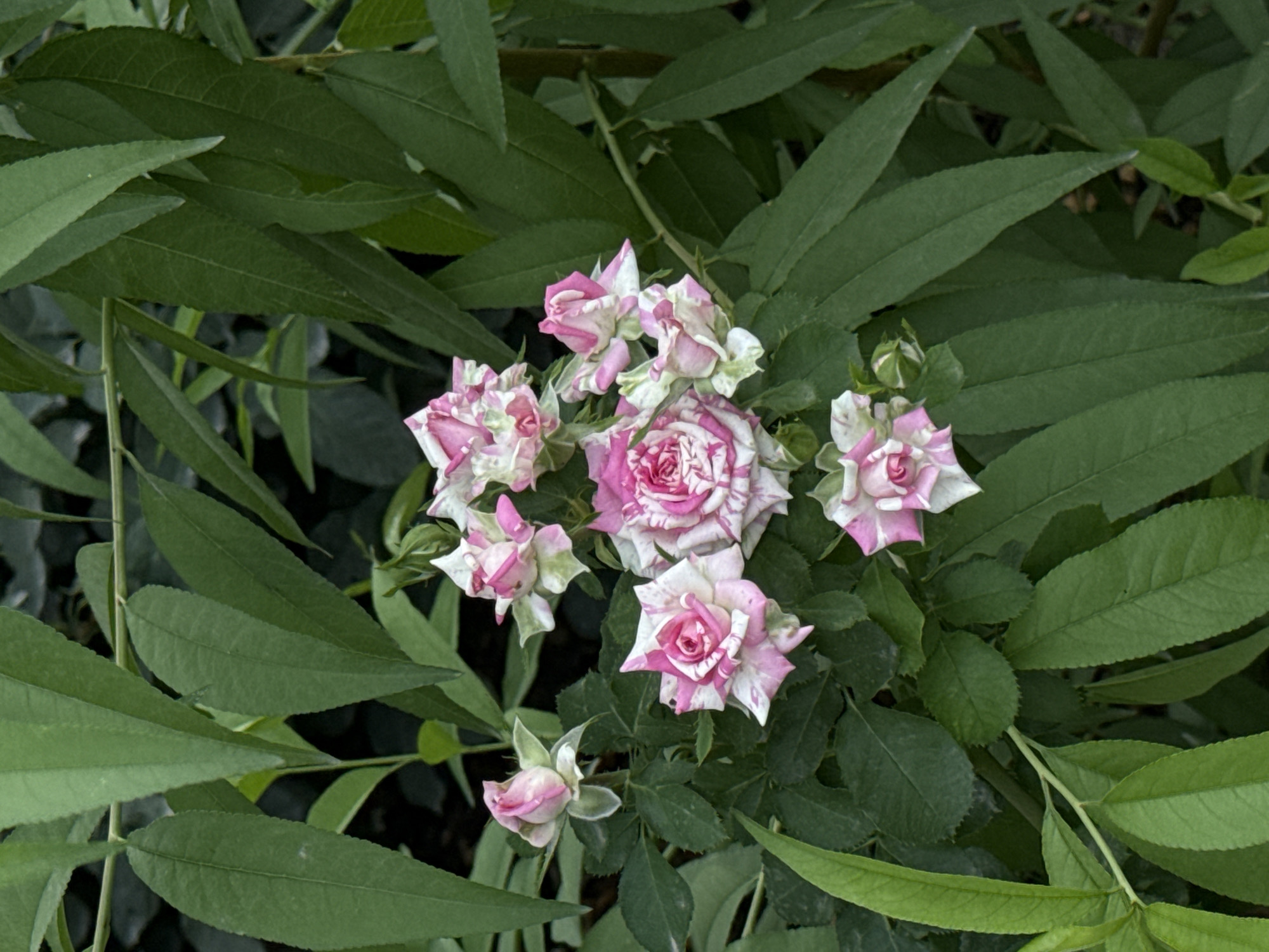 A cluster of small, variegated pink and white roses is partially obscured by lush green foliage. The roses exhibit a delicate, swirling pattern of color within their petals. The surrounding leaves are long and slender, creating a dense backdrop. The image is a close-up, focusing on the texture and detail of the flowers and leaves. The location is Vostok, Kyrgyzstan.