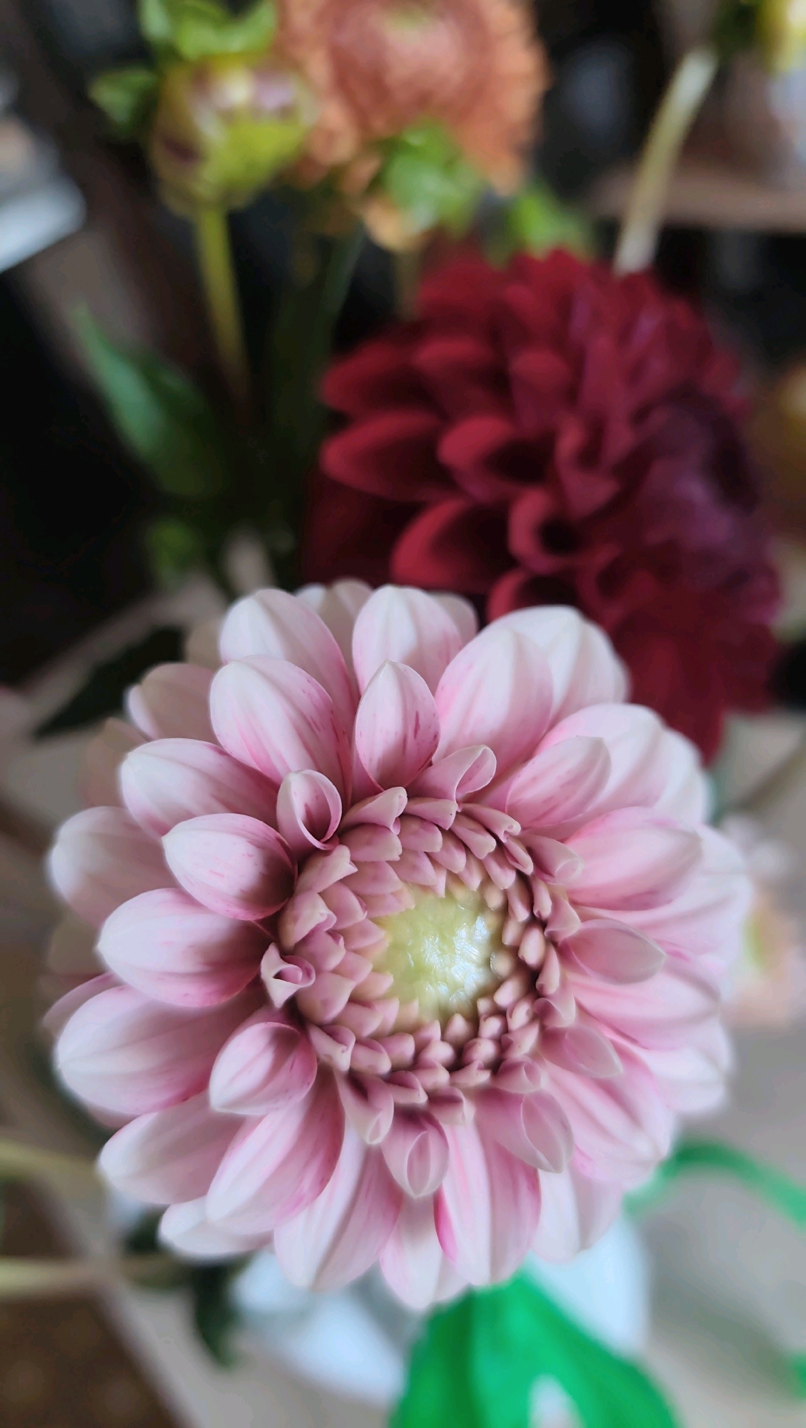 A close-up shot focuses on a pink dahlia flower, its delicate petals unfurling towards the viewer. The flower's center is a soft yellow-green, and the outer petals are a pale pink with deeper pink streaks. Behind this bloom, a dark red dahlia is visible, out of focus. Further in the background, a blurred orange-pink flower with green buds is also present. The setting appears to be indoors, possibly a home or a florist shop. There are no people or animals in the image. The scene is static, with the flowers arranged in a bouquet. There is no information in the image to indicate it is located in Jonava, Lithuania.