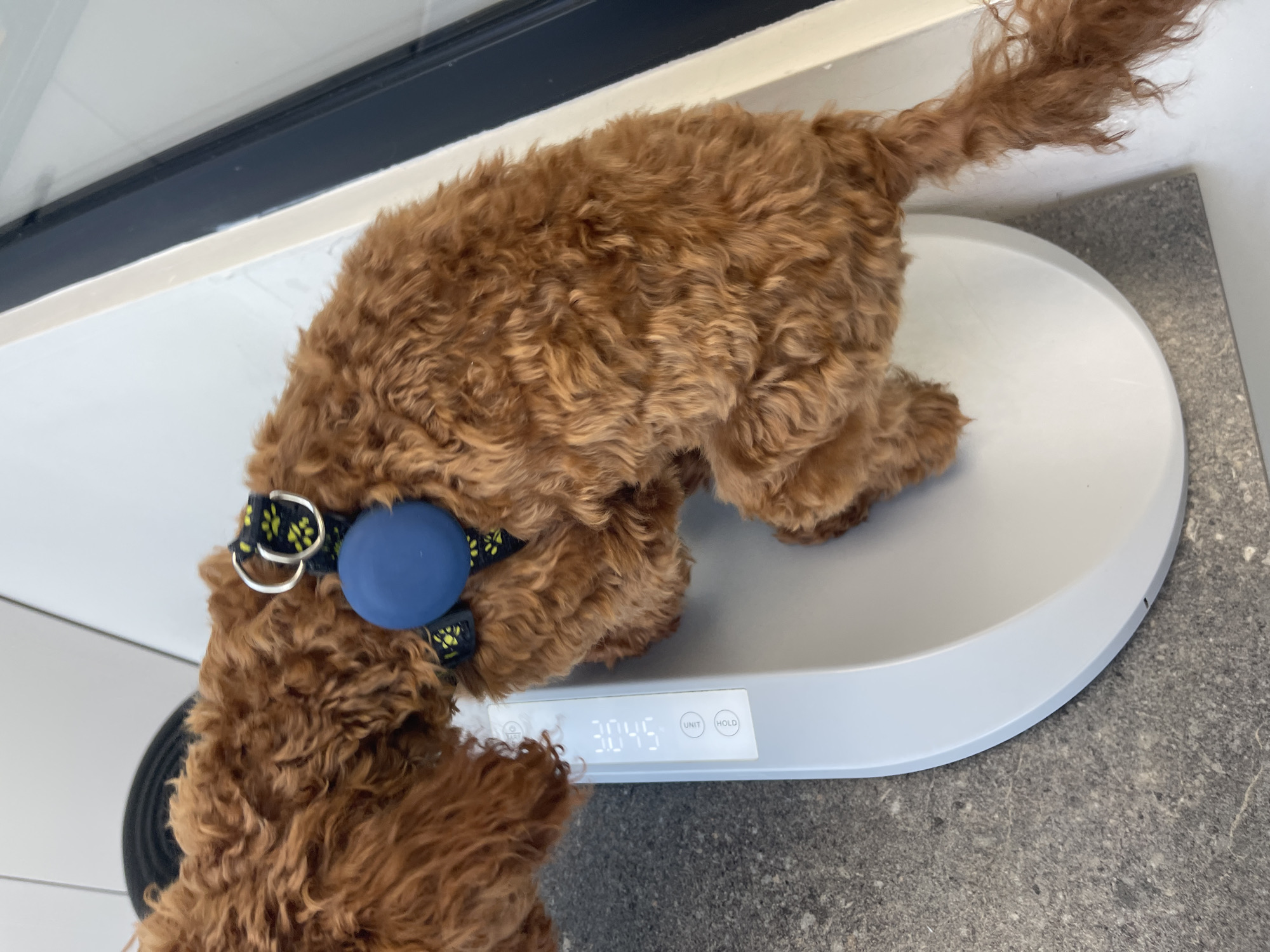 A brown, curly-haired dog wearing a patterned collar with a blue tag is standing on a white digital scale displaying "30.45". The scale is placed on a gray countertop. A dark colored object and white cabinets are partially visible behind the scale. The specific location in Sofia, Bulgaria is not discernible from the image.
