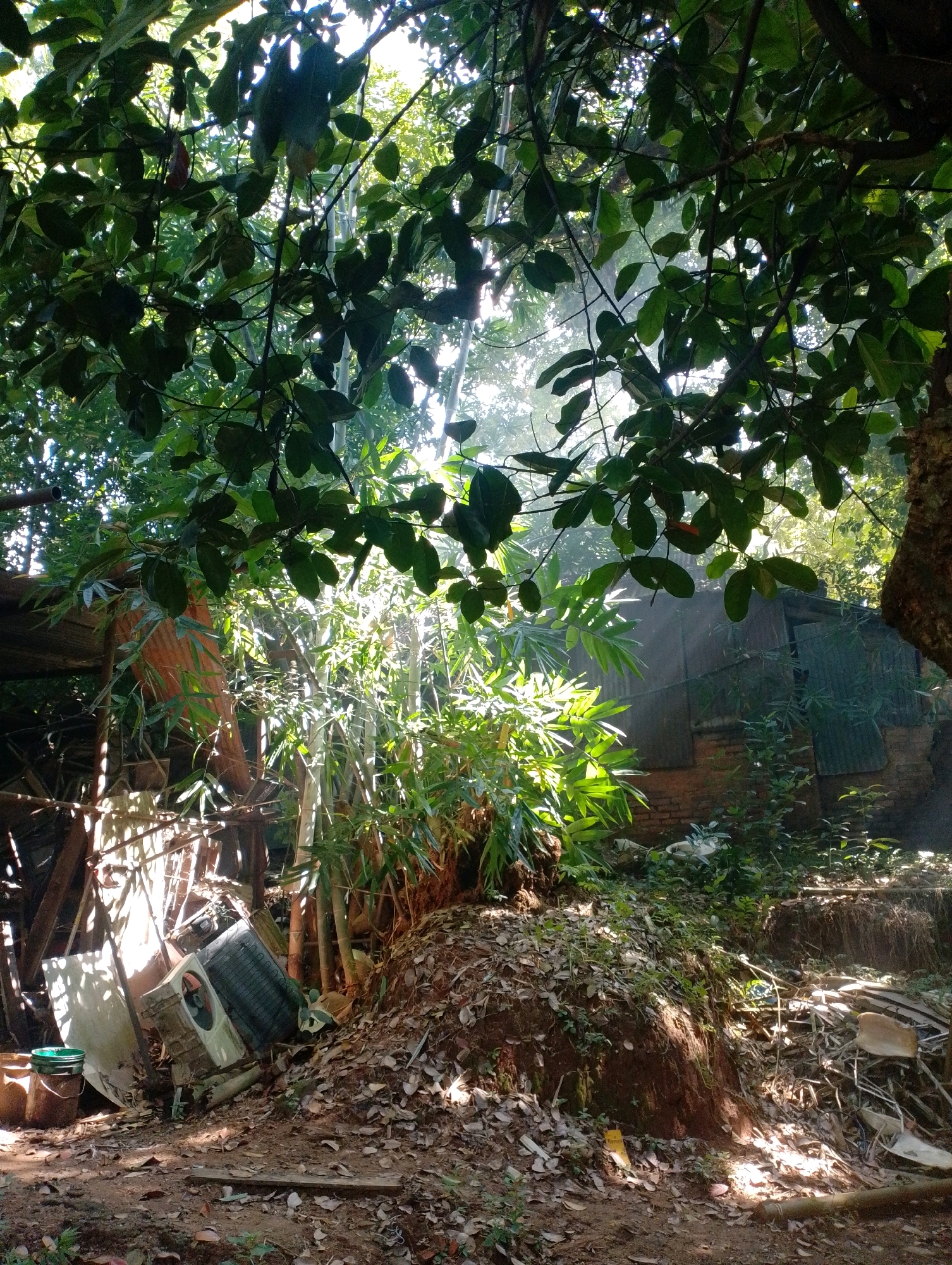 This is a ground-level, full-frame, eye-level shot capturing a sun-dappled, cluttered outdoor scene, possibly in Dispur, India. Lush green foliage from trees hangs over the upper portion of the frame, with sunlight filtering through the leaves, creating dramatic beams of light. In the mid-ground, a dense cluster of bamboo-like plants is illuminated by the sun. To the left of the bamboo, there is a makeshift structure with corrugated metal roofing and wooden supports. In front of this structure, and spilling onto the ground, is a collection of discarded items. A white air conditioning unit lies on its side amongst debris. A green bucket and a brown bucket are also visible. The ground is covered in dirt and fallen leaves. To the right of the bamboo, the scene continues with more vegetation and a structure made of brick and corrugated metal. The overall impression is one of overgrowth and neglect, with remnants of human habitation interspersed with natural elements. There are no people visible in the image.