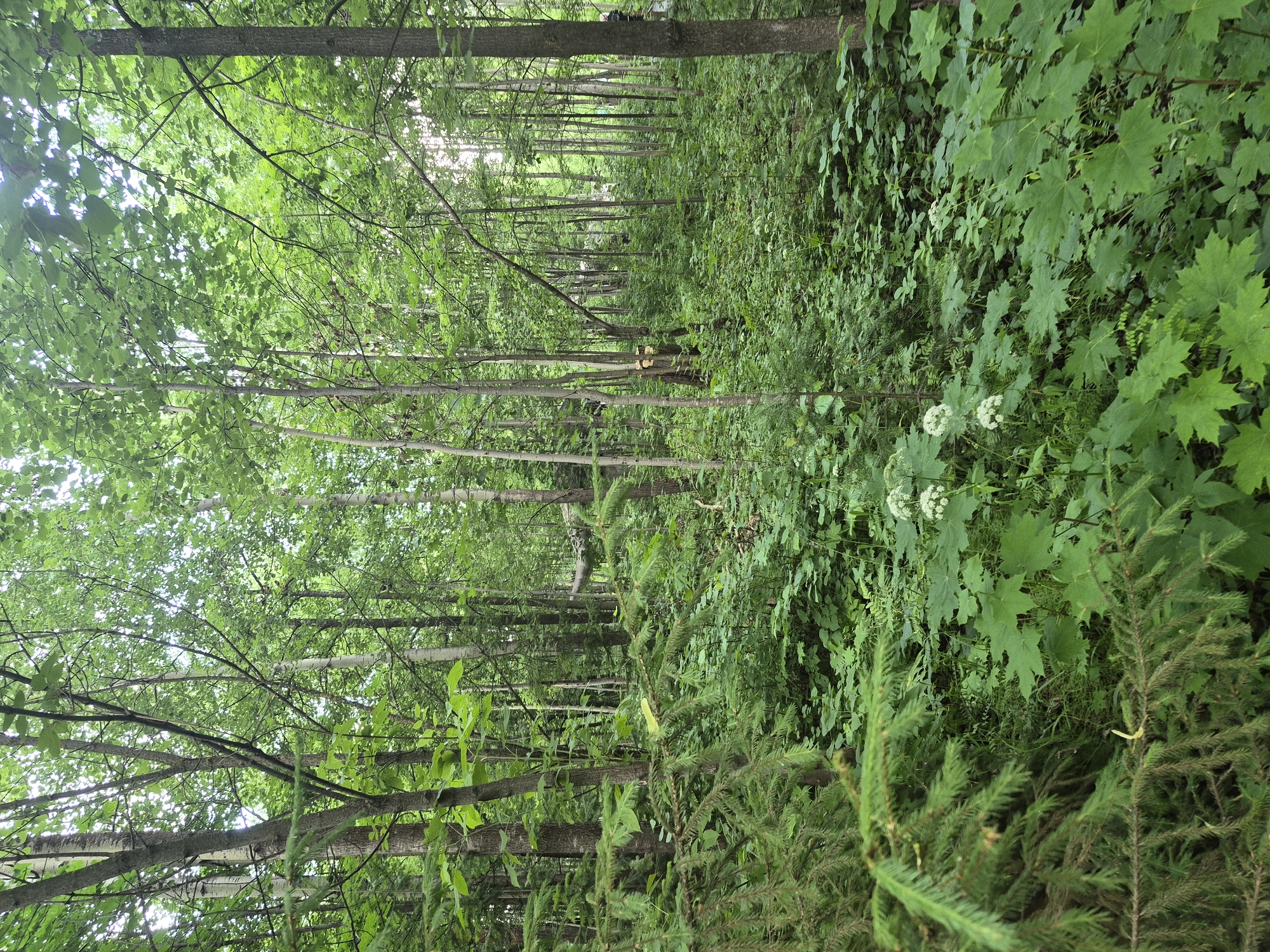 The image depicts a dense forest in Izhevsk, Russia, characterized by a pathway lined with trees on either side. The trees are predominantly deciduous, with their leaves forming a thick canopy that filters sunlight, creating a dappled effect on the forest floor. The path itself is not clearly defined but appears to be a natural clearing or a seldom-used trail, partially obscured by overgrowth.
On the right side of the path, lush green foliage dominates, with large, maple-like leaves interspersed with smaller plants and grasses. White, delicate flowers are visible among the green undergrowth, suggesting a springtime or early summer setting. A young evergreen tree is prominent in the foreground on the right.
On the left side of the path, the trees are more evenly spaced, creating a sense of depth and perspective as they recede into the distance. Some of these trees have lighter-colored bark, possibly birch trees, contrasting with the darker trunks of others. The overall impression is one of a natural, somewhat wild environment.
There are no people or overt objects visible in the scene. The activity appears to be simply the natural growth and presence of the forest. The time of day is suggested to be daytime by the presence of sunlight, and the weather appears calm, with no indication of rain or strong winds. The location context of Izhevsk, Russia, implies a temperate climate, which is consistent with the type of vegetation shown. No text is visible in the image. The scene evokes a sense of tranquility and the quiet solitude of nature.