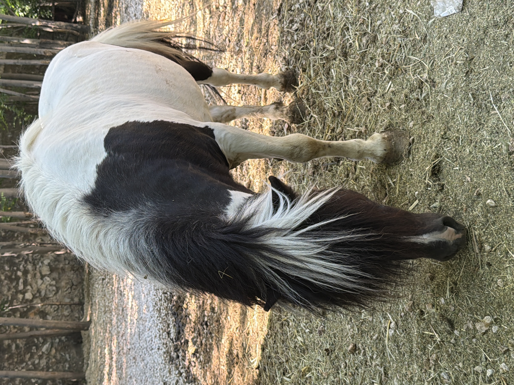 A piebald pony with black and white markings is grazing on a dry, straw-covered ground. The pony's mane is long and black with white streaks. In the background, there is a stone wall and trees. The scene appears to be outdoors, possibly in an enclosure or paddock. The overall impression is one of a rural or semi-rural setting. The image does not contain any information about the city of Pazardzhik, Bulgaria.