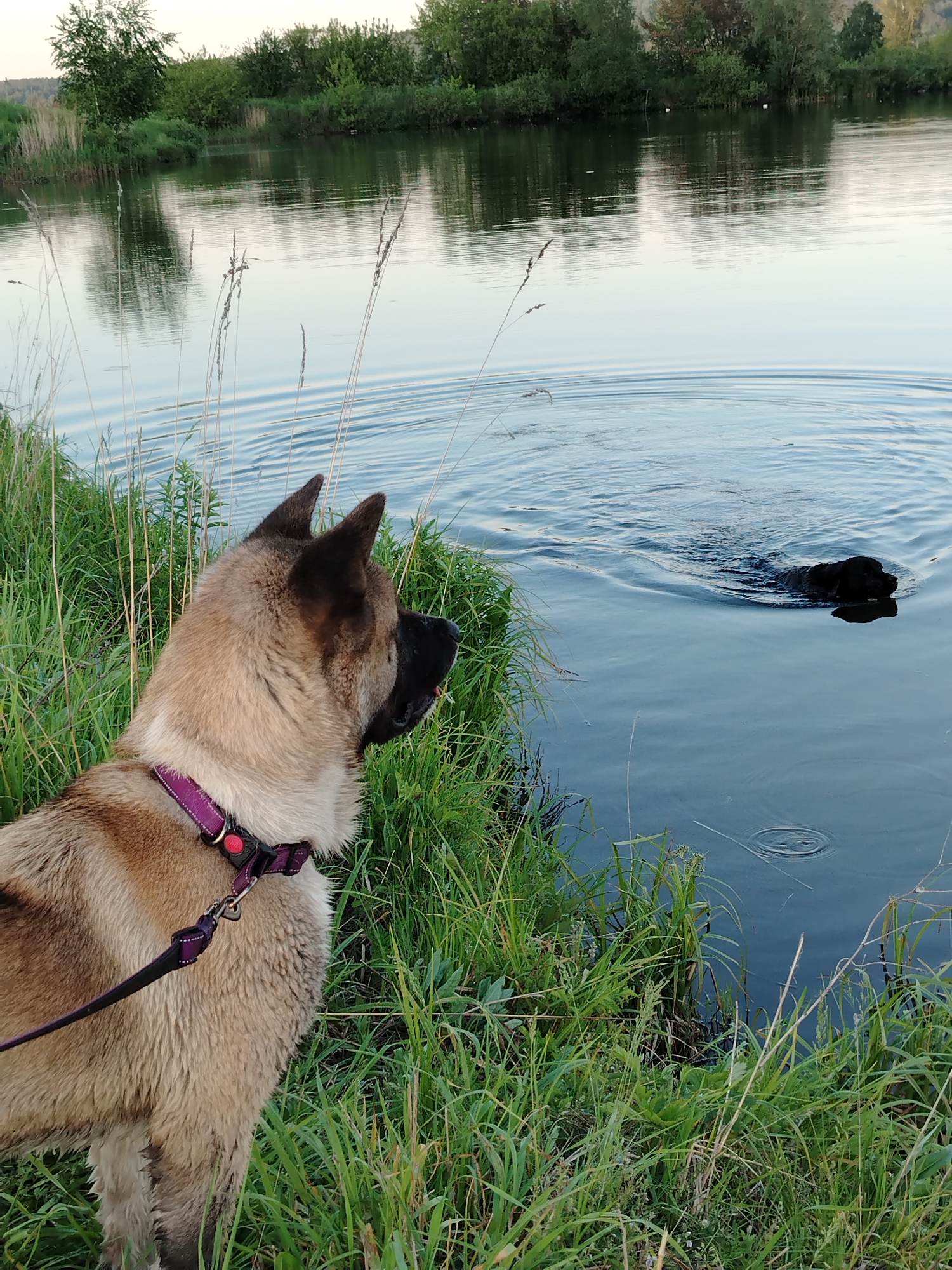 In the city of Рассвет, Russia, an Akita-type dog, fawn and white with dark facial markings, stands on a grassy bank, gazing into a body of water. The dog wears a purple collar with a red buckle and an attached purple leash. Its fur on the lower body appears slightly damp. To the right, a black dog, likely a Labrador, swims in the water, with its head and upper back visible above the surface, creating concentric ripples. The water reflects the light sky and a dense line of green trees and shrubs on the distant bank. Small white objects are discernible on the water near the far shore. The foreground consists of thick green and dry tall grass. The lighting is soft and diffused, characteristic of dawn or dusk.