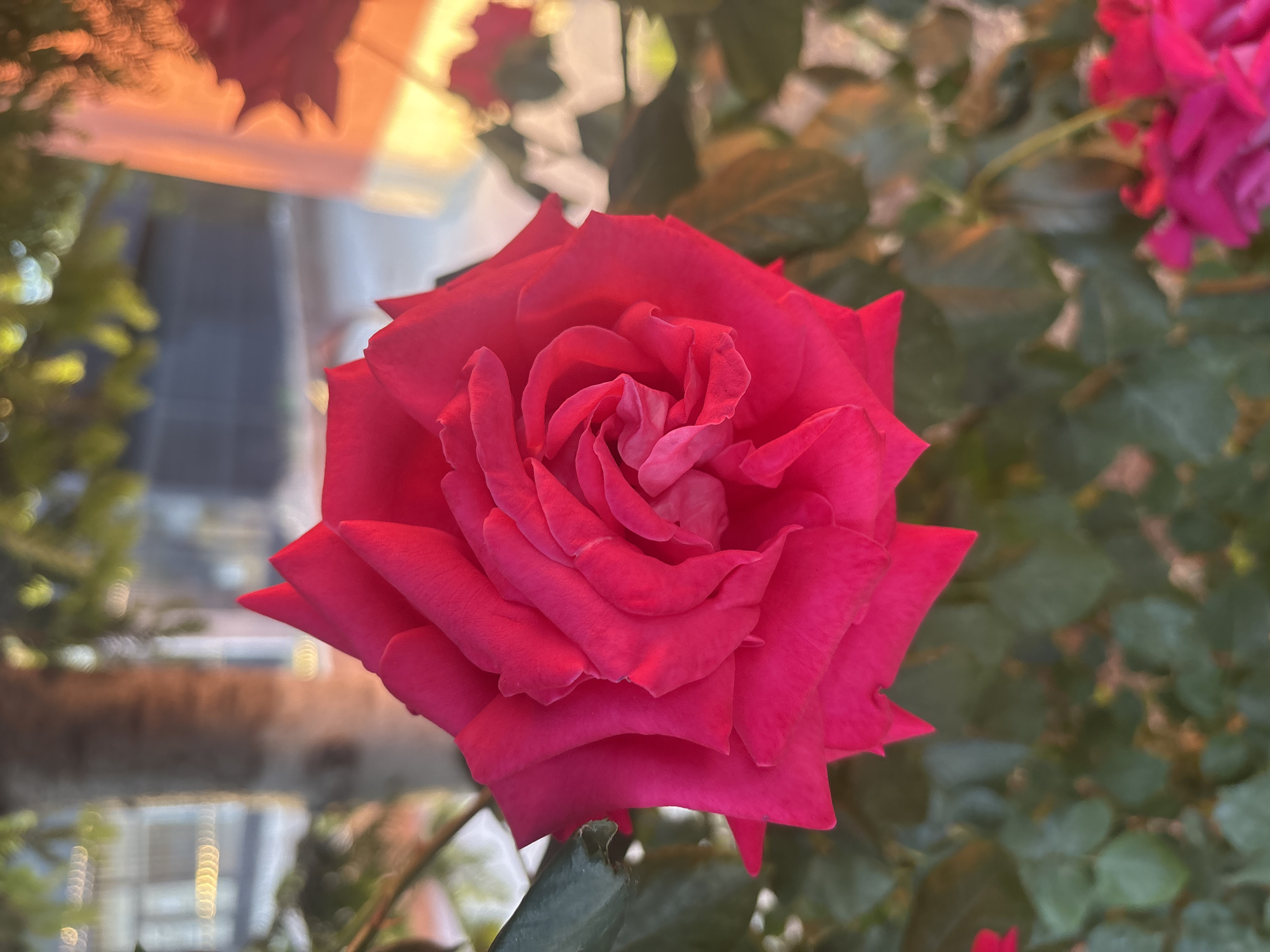 The image shows a close-up, slightly angled view of a vibrant fuchsia rose in bloom. The rose's petals are unfurling, revealing a tightly packed center. The surrounding foliage is a deep green, and hints of other pink flowers are visible at the bottom of the frame. The background is softly blurred, featuring a tree trunk on the left, and a building bathed in warm, golden light on the right, suggesting it is late afternoon or early evening. The overall impression is one of natural beauty and gentle sunlight. The location is specified as Prolesha, Bulgaria.