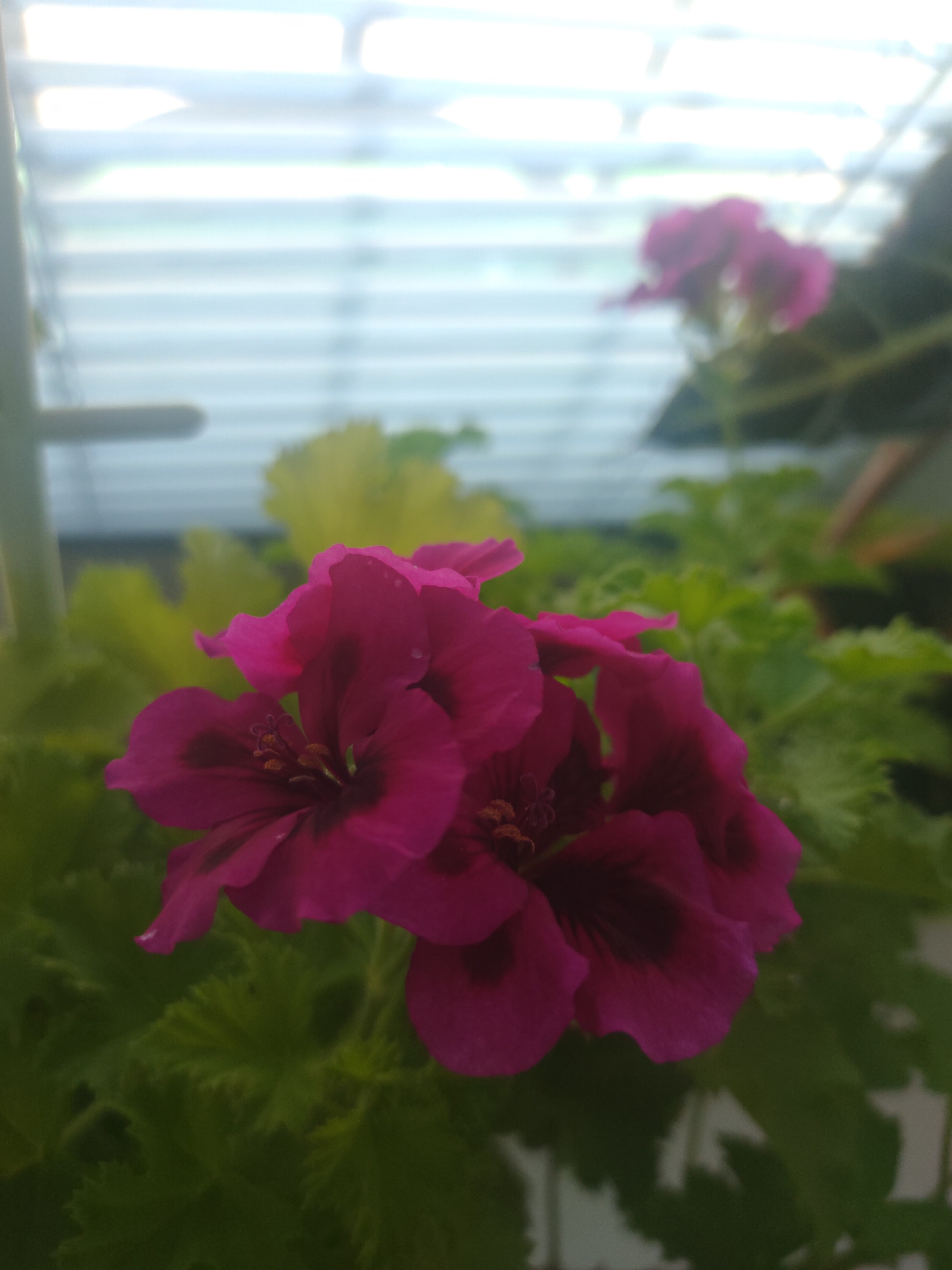 A close-up, eye-level shot focuses on a cluster of vibrant magenta geranium flowers. The flowers are in sharp detail, showcasing their delicate petals with darker maroon markings near the center and the prominent stamens. Lush green, serrated leaves form a dense backdrop for the blooms. In the upper portion of the image, the background is heavily blurred, suggesting a window with horizontal blinds allowing bright light to filter through. The overall impression is a soft, slightly hazy natural light illuminating the flowers. There are no people, animals, or man-made structures other than the implied window blinds. The scene appears to be an indoor setting, possibly a windowsill or greenhouse.