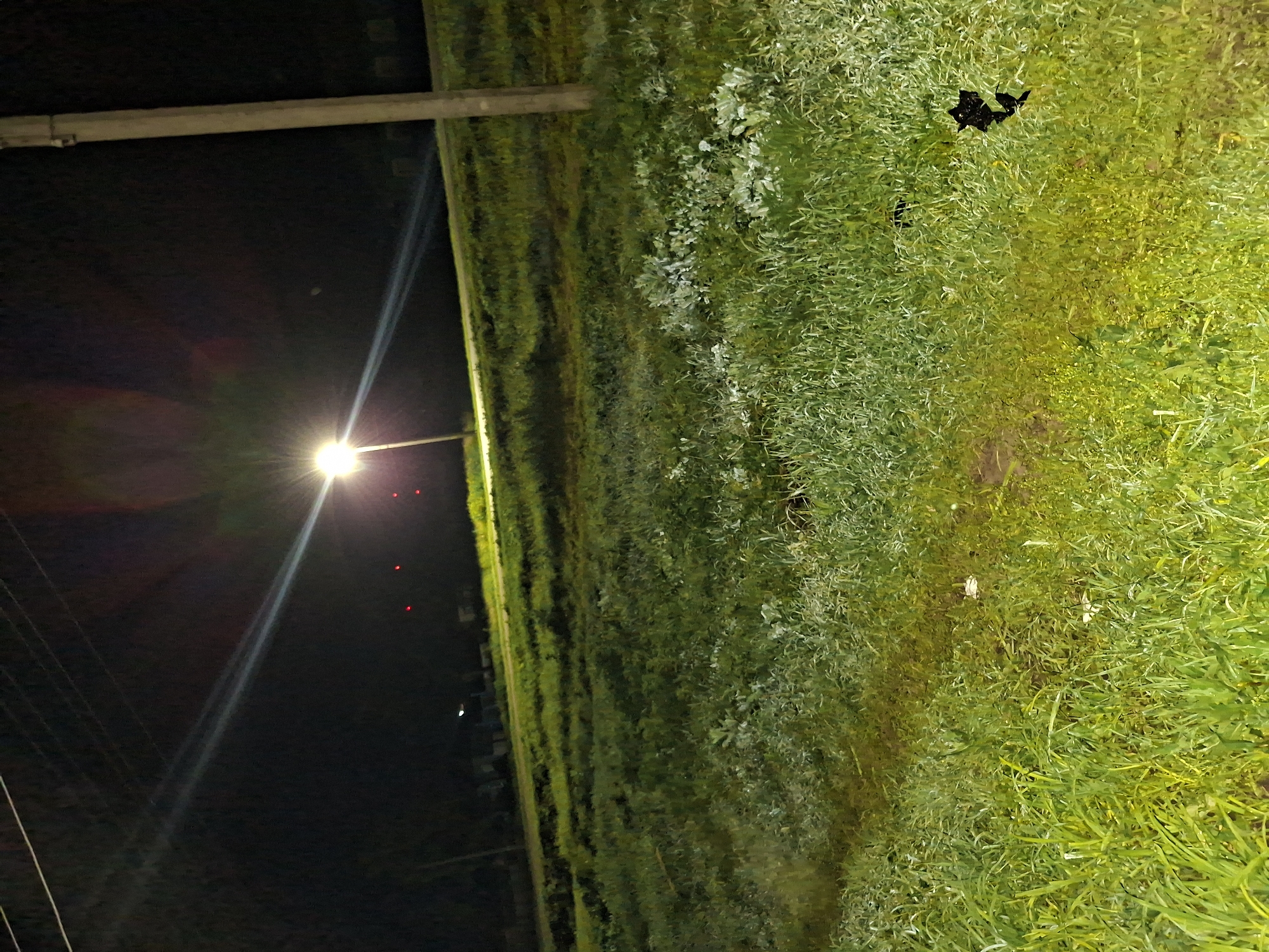 In an outdoor nighttime scene, a streetlamp illuminates a grassy area and a dirt path. A utility pole stands to the right of the frame. In the background, faint red lights are visible, possibly from aircraft or other structures. The ground is covered in green grass, with some areas appearing lighter due to the streetlamp's illumination. A narrow dirt path cuts through the grass, and two dark, amorphous shapes are present in the grass near the bottom right of the image. The sky is dark, with a bright lens flare emanating from the streetlamp.