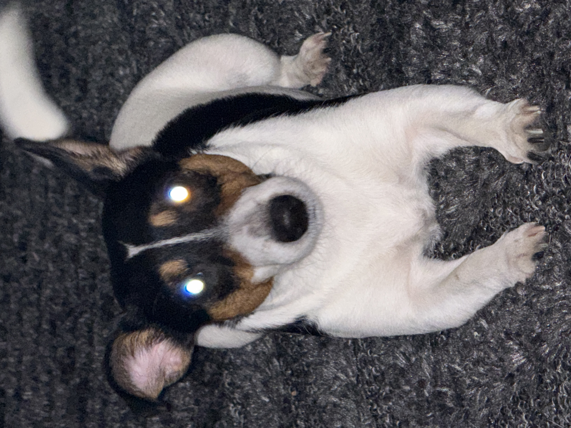 A dog lies on a gray, textured surface. The dog is white with black and brown markings on its head. The dog's eyes reflect light, causing a bright glare. The dog is lying on its back. There is no information about the location in Sofia, Bulgaria.