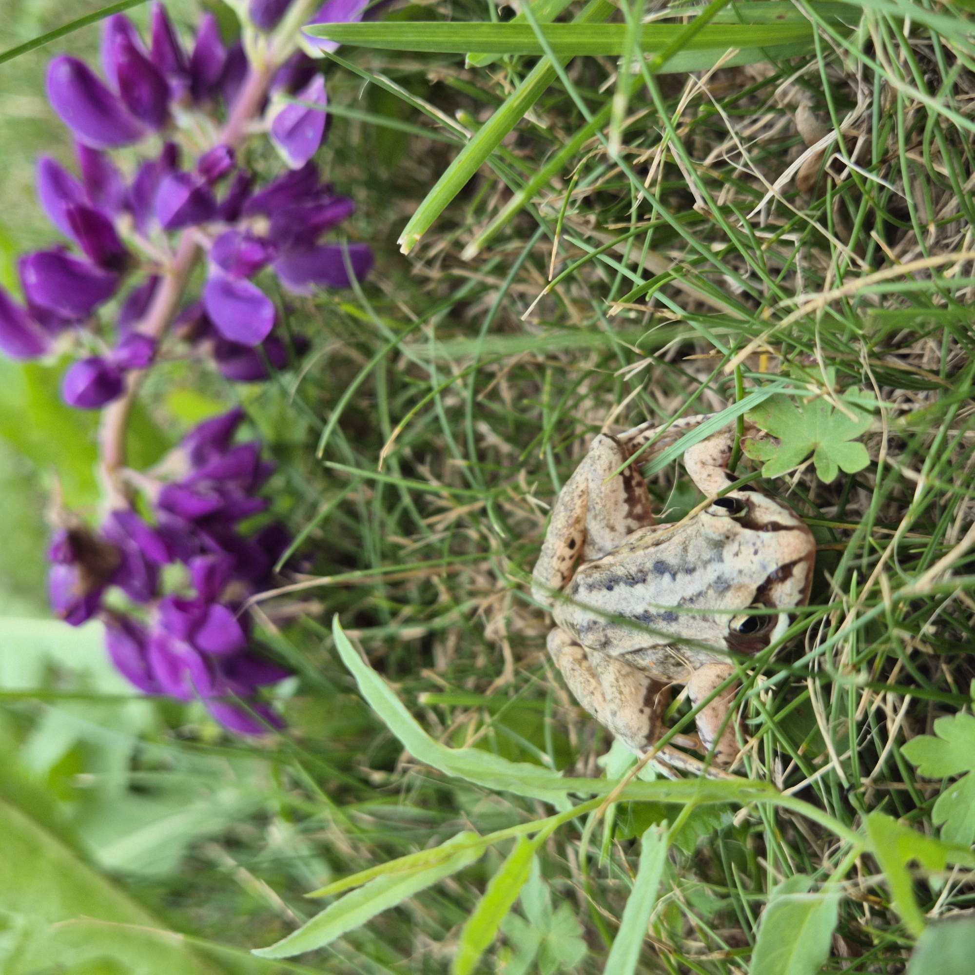 In Новостройка, Russia, a close-up, eye-level shot captures a frog partially concealed within dense green grass. The frog, with its tan and brown mottled skin, is positioned towards the center-right of the frame, facing left. Its dark eyes are visible, and its body is slightly elevated as if preparing to move. Scattered around the frog are blades of grass, some bent and some upright, along with a few fallen brown leaves. In the background, out of focus, a cluster of vibrant purple flowers, possibly lupines, are visible, adding a splash of color to the natural scene. The lighting suggests it is daytime, possibly overcast, as there are no harsh shadows.