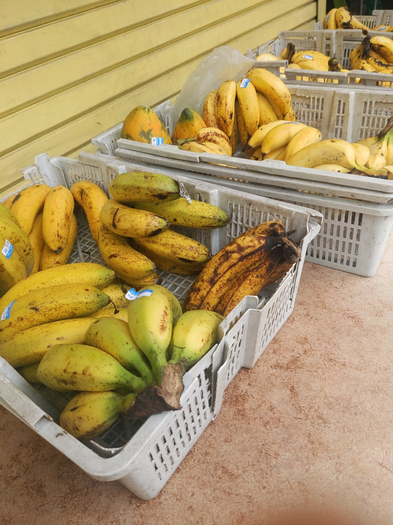 The image displays an outdoor fruit stall in Kota Kinabalu, Malaysia, likely situated along a street or walkway. In the foreground, several white plastic crates are filled with an assortment of bananas. The bananas vary in ripeness, with some being predominantly yellow and others showing brown spots, indicating varying stages of maturity. Some bunches are large and full, while others are smaller. One crate in the lower right contains a bunch of overripe, blackened bananas. Behind these, more crates of bananas are visible, stacked and arranged. In the background, a pale yellow, corrugated metal wall or shutter forms the backdrop. A few papayas, one with a partially visible blue sticker, are also present in the upper left portion of the image, nestled among the bananas. The ground beneath the stall appears to be a textured, light brown surface. The lighting suggests it is daytime, with natural light illuminating the scene.