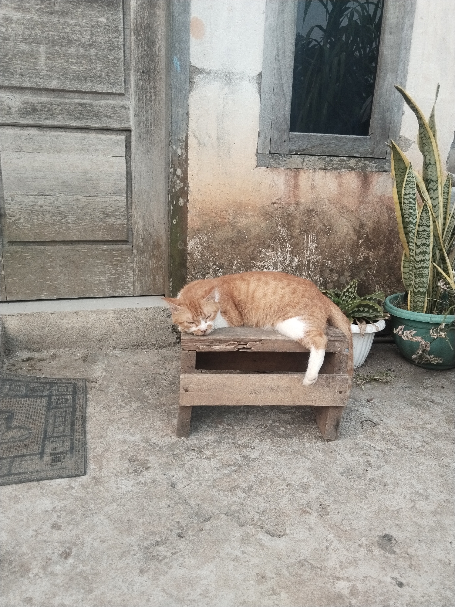 An orange and white cat is sleeping on a small wooden stool placed on a concrete ground outside a building. The building has a weathered wooden door on the left and a concrete wall with a wooden-framed window on the right. Next to the window are two potted plants, one with tall, spiky leaves and another smaller one. A doormat is visible on the concrete to the left of the stool. The overall environment appears to be an outdoor area, possibly in front of a residence, in Suka Ramai, Indonesia.