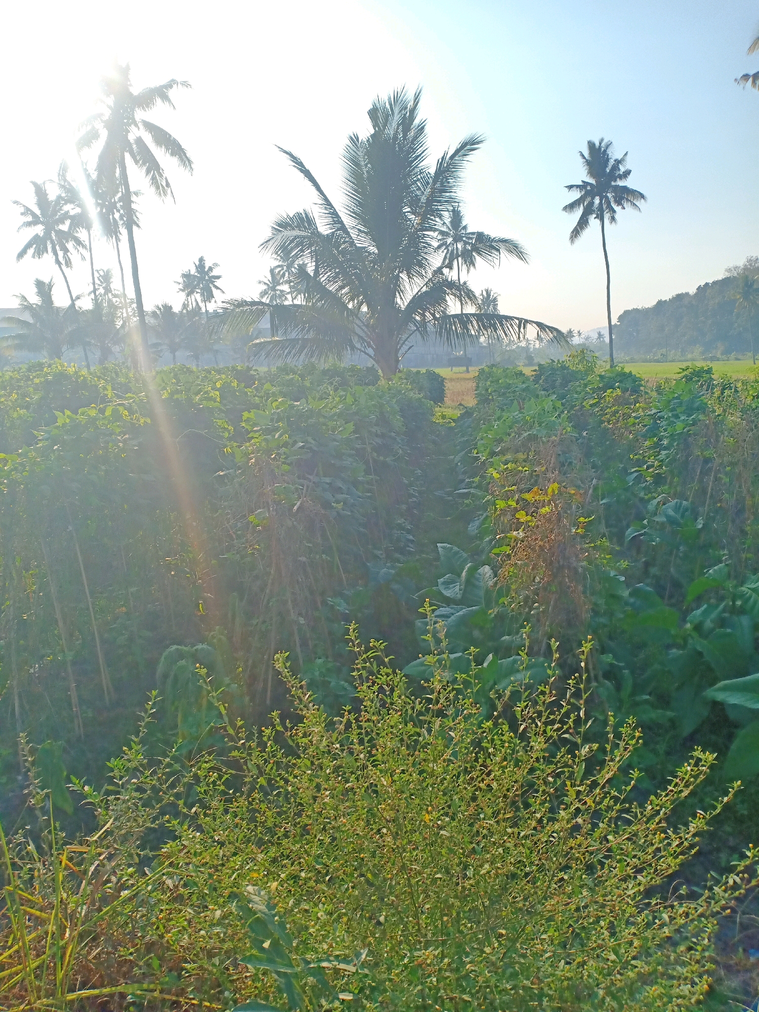 A wide-angle, eye-level, outdoor shot captures a tropical landscape bathed in bright morning sunlight. The foreground is dominated by lush green foliage, with a small, bushy plant in the immediate front and taller, denser plants filling the middle ground. Sunbeams cut through the scene, creating a hazy, ethereal effect. In the background, a line of palm trees stands against a pale blue sky. One tall, slender palm tree is particularly prominent, with its fronds silhouetted against the bright sky. Beyond the palm trees, a rolling hill covered in greenery extends to the right. The overall impression is one of a serene, rural setting, likely in Pasirian, Indonesia, given the presence of palm trees and the verdant vegetation characteristic of the region. No people or specific actions are depicted.