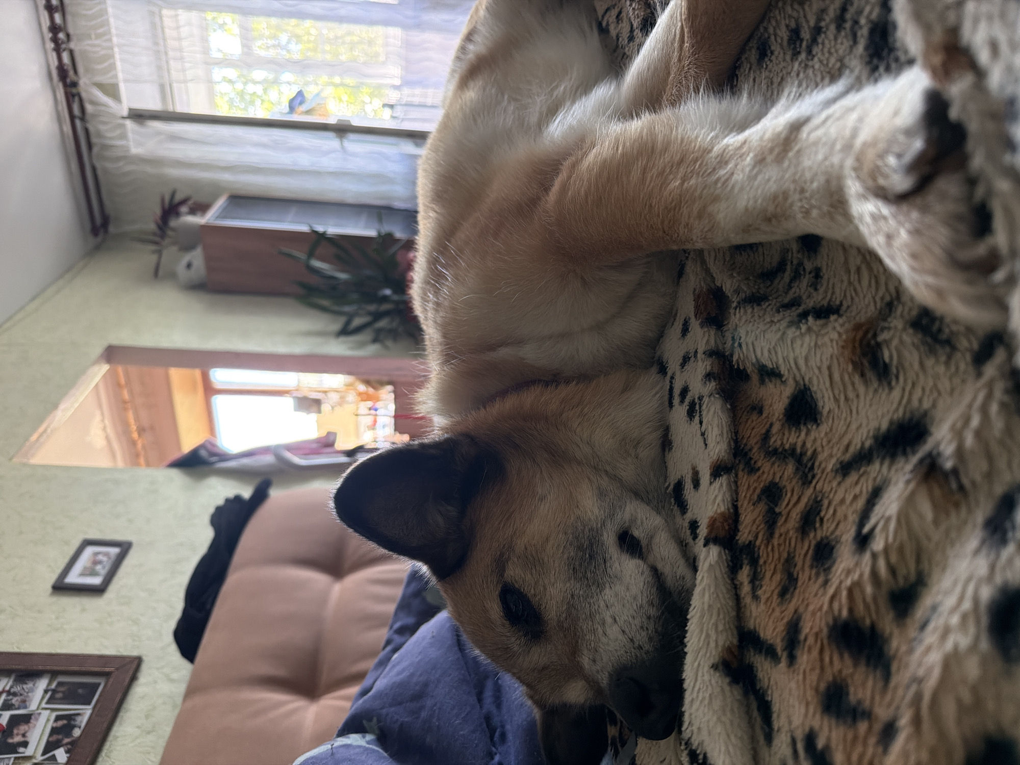 A medium-sized dog with tan and black fur is sleeping on a leopard-print blanket. The dog is lying on its side, with its head resting on its paws. The dog's eyes are closed, and its mouth is slightly open. The dog's fur is short and thick, and its ears are pointed. The blanket is made of soft material, and it has a leopard-print pattern. The blanket is lying on a bed, which is covered with a blue blanket. In the background, there is a sofa, a shelf with plants, and a window with white curtains. The room appears to be a living room or bedroom. The lighting in the room is natural, and it appears to be daytime. This scene is likely within a residential dwelling in Petropavlovsk-Kamchatsky, Russia, given the typical interior design and the presence of a dog in a domestic setting.