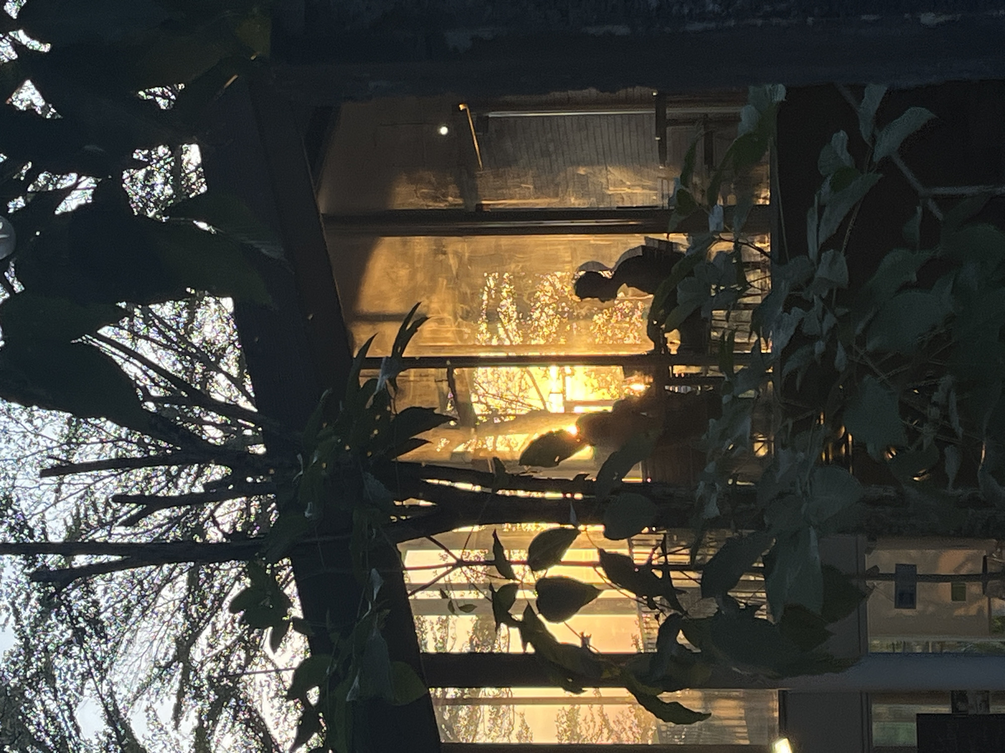 The image shows a silhouetted figure sitting at a table inside a building with large glass windows. The setting sun casts a warm, golden light through the windows, illuminating the trees and foliage outside. The person appears to be facing away from the viewer, looking out at the sunset. The building's architecture suggests a modern design, possibly a cafe or restaurant. The scene is captured from a slightly elevated perspective, with branches and leaves of trees in the foreground partially obscuring the view. The location, North Kuta, Indonesia, suggests a tropical or subtropical environment.