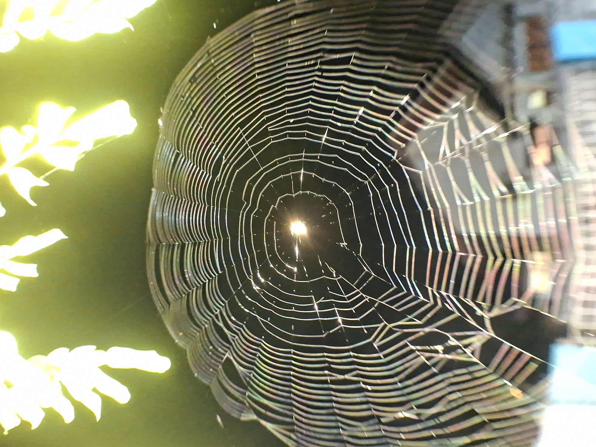 A spiderweb with light shining through the center is the focus of this close-up shot. To the left, blurry yellow foliage is visible. In the background, out of focus, a building can be seen. The location is likely outdoors. The exact location in the city of Lhokseumawe, Indonesia, cannot be determined from the image alone.